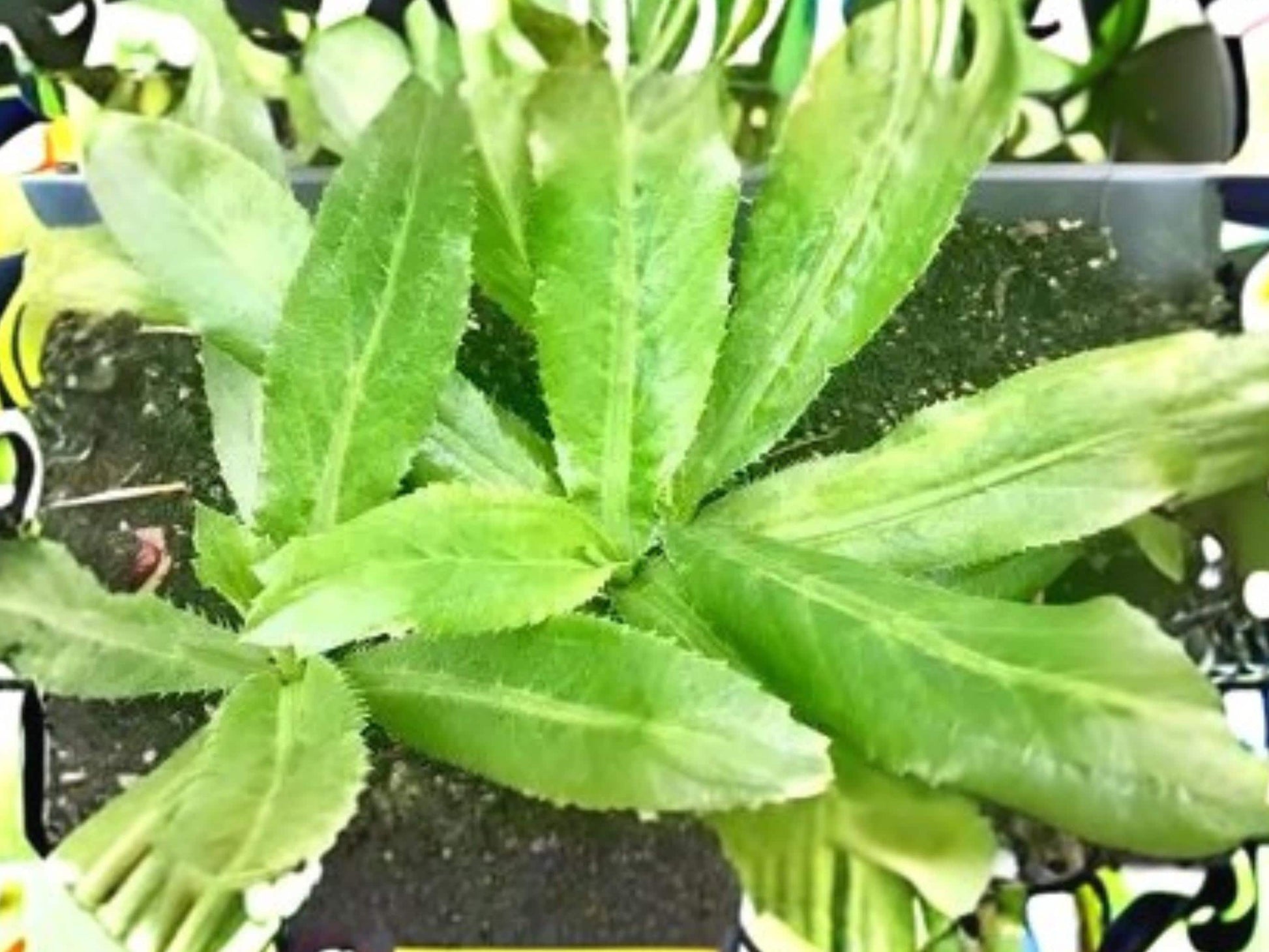 Culantro Herb Plant | Ngo Gai, Recao | Eryngium foetidum | Heat Tolerant Culinary Herb | 100 Seeds