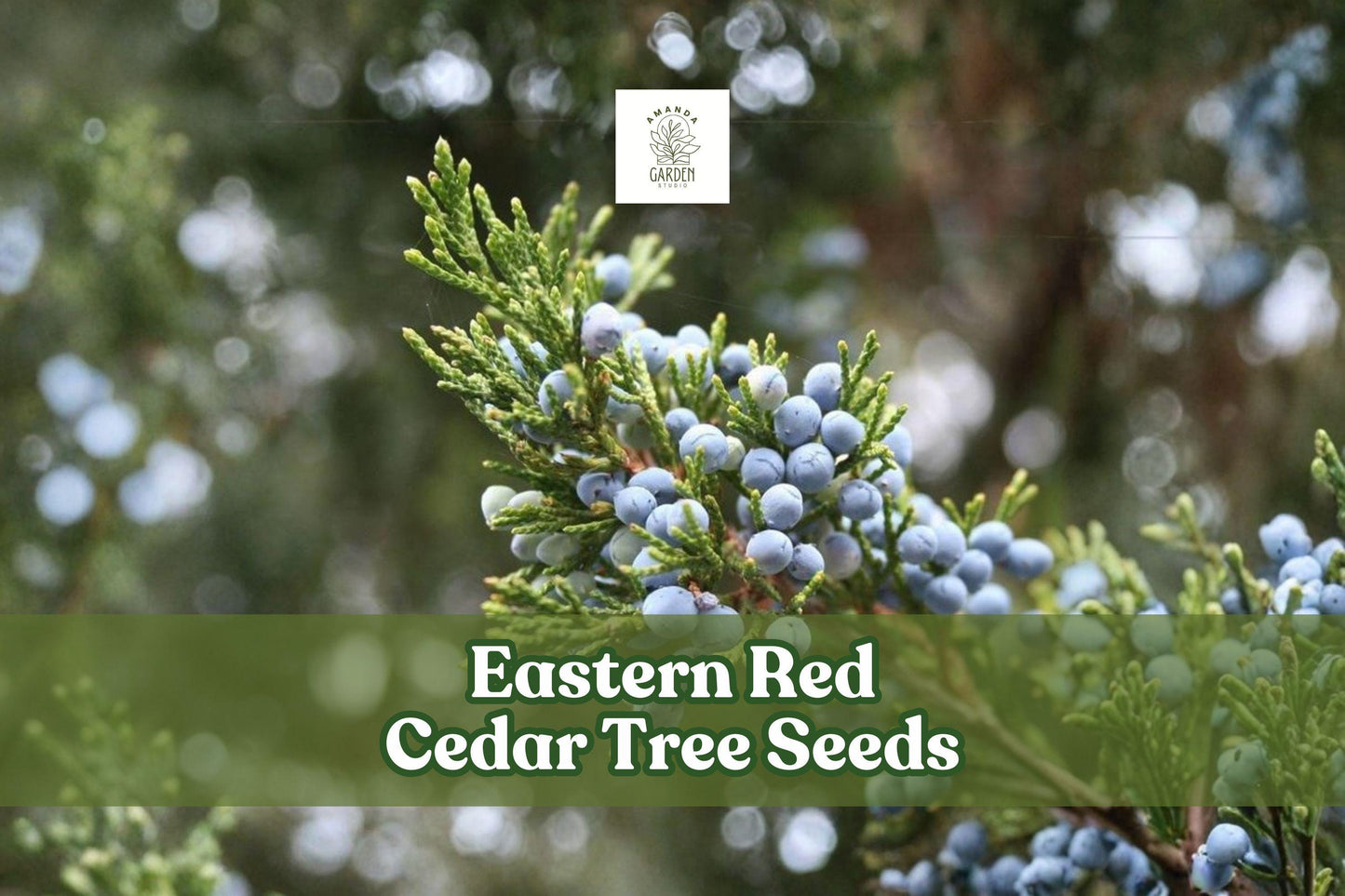 Eastern Red Cedar Tree Seeds – Juniperus virginiana – Hardy Evergreen for Landscaping, Windbreaks & Privacy Screening