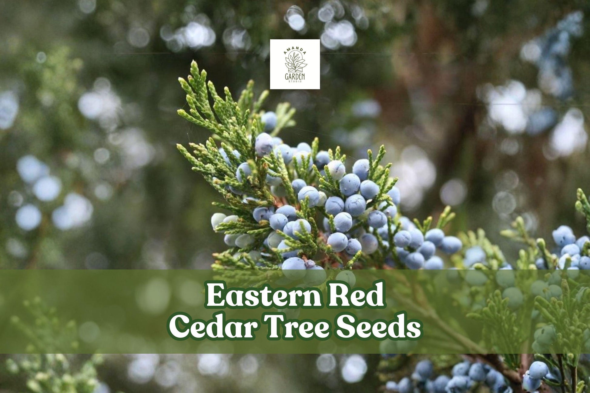 Eastern Red Cedar Tree Seeds – Juniperus virginiana – Hardy Evergreen for Landscaping, Windbreaks & Privacy Screening