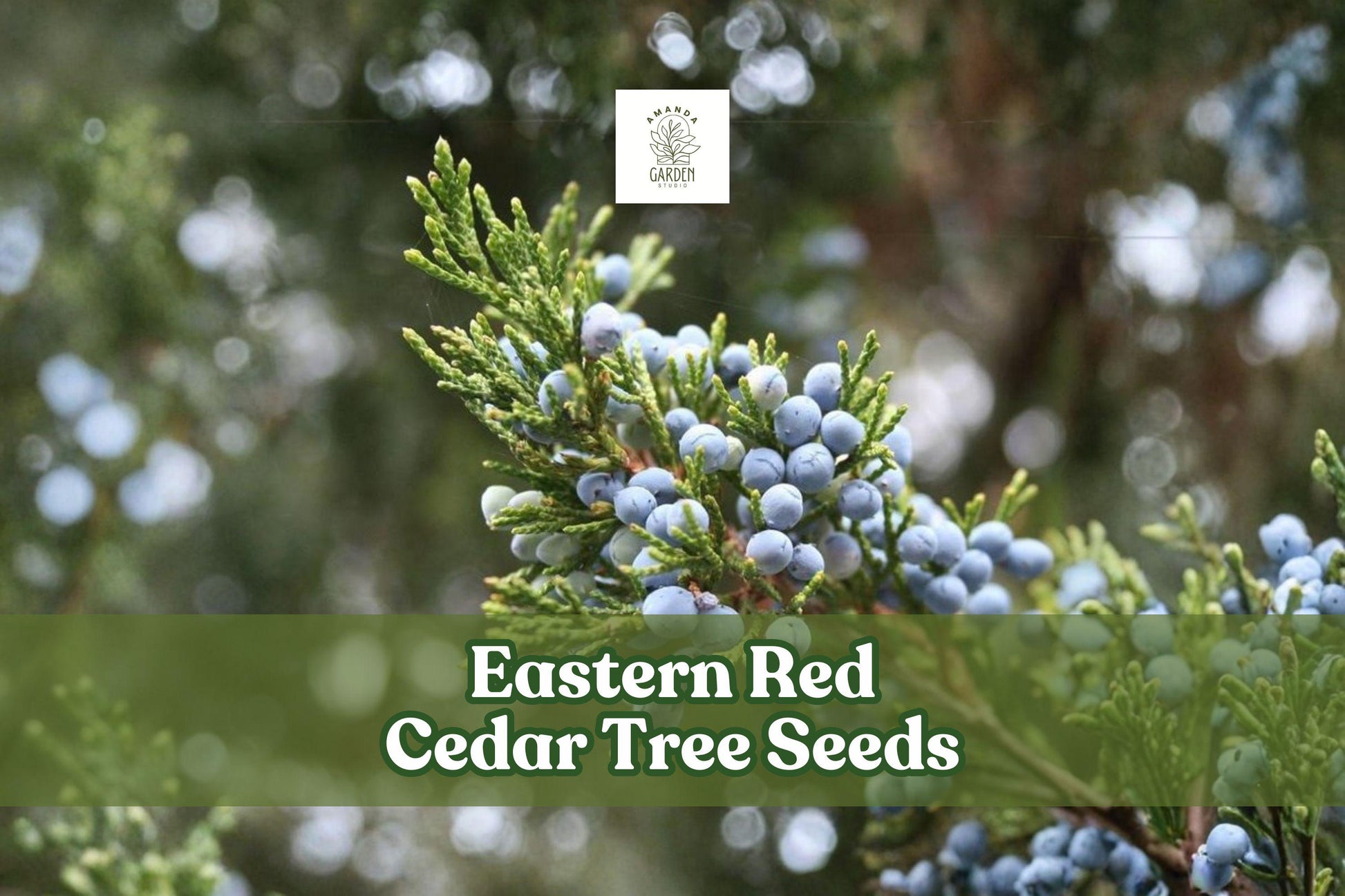 Eastern Red Cedar Tree Seeds | Juniperus virginiana | Hardy Evergreen for Landscaping & Windbreaks