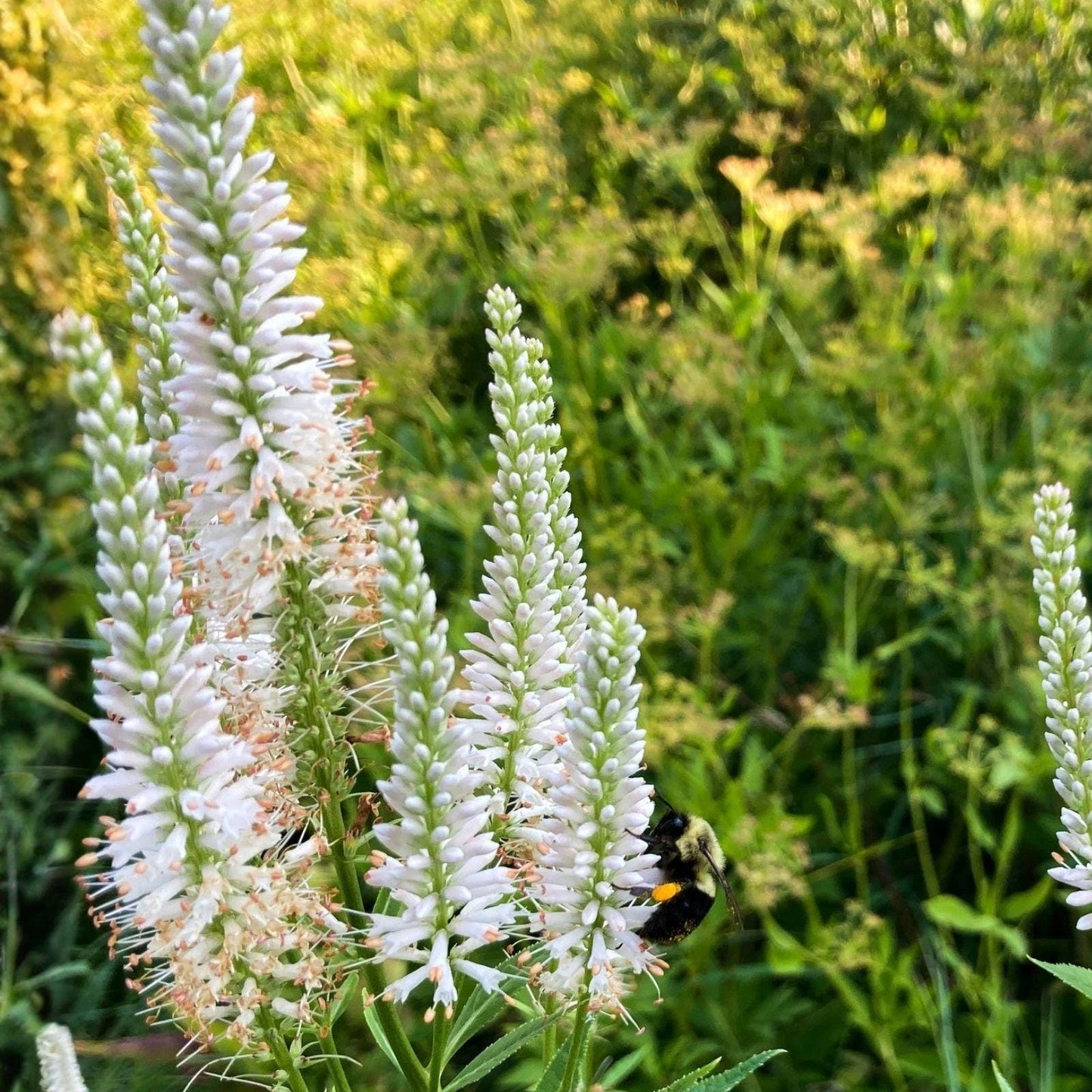 Culver's Root Seeds 2500 Veronicastrum virginicum Native Perennial White Flower Spikes Pollinator Plant