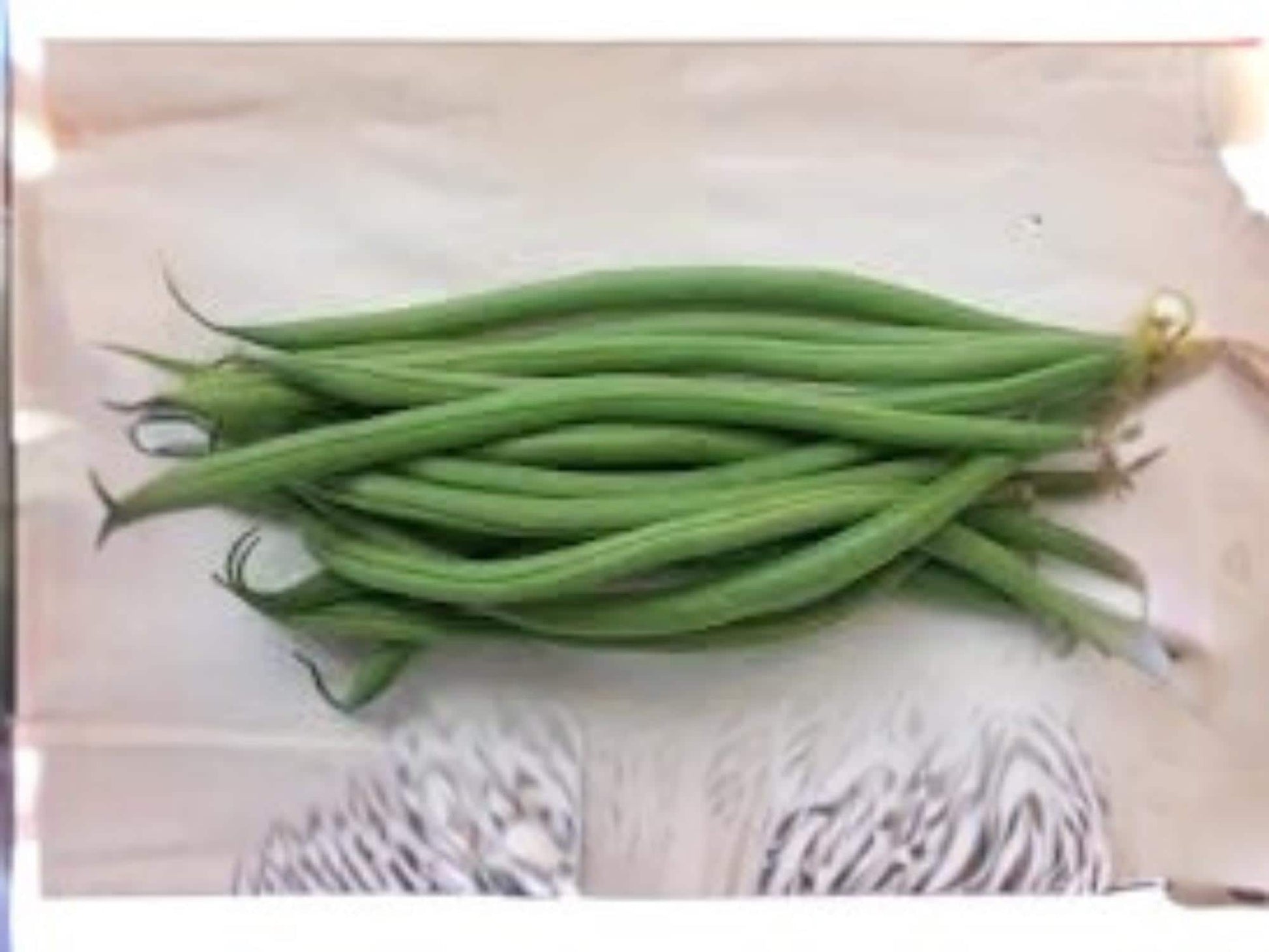 Petite Filet French Bean Seeds | Bush Type, Tender Stringless Pods, Gourmet Green Beans, 50 Seeds