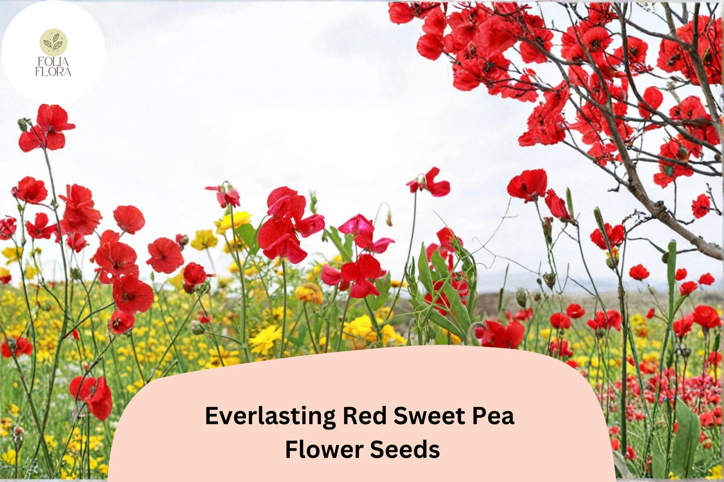 Red Sweet Pea Seeds | Perennial Climbing Vine for Trellises & Fences | Lathyrus latifolius