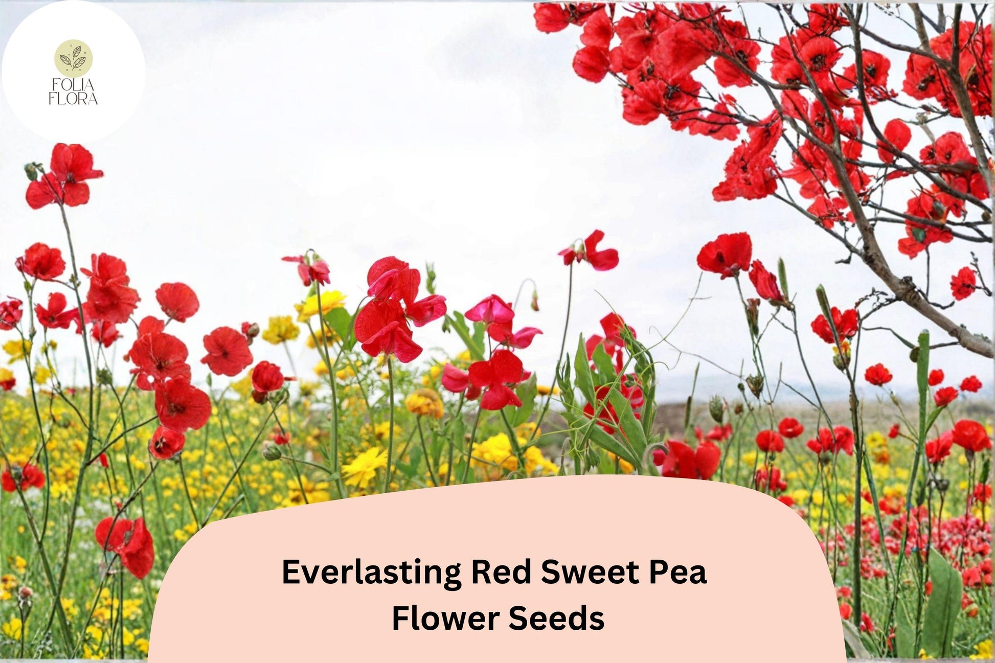 Red Sweet Pea Seeds | Perennial Climbing Vine for Trellises & Fences | Lathyrus latifolius