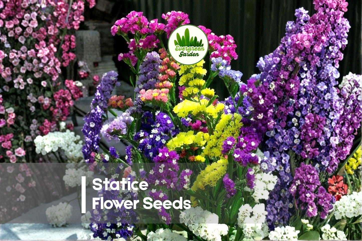 100 Statice Flower Seeds - Mixed Colors, Limonium sinuatum, Dried & Fresh Cut Flowers, Easy to Grow Annual