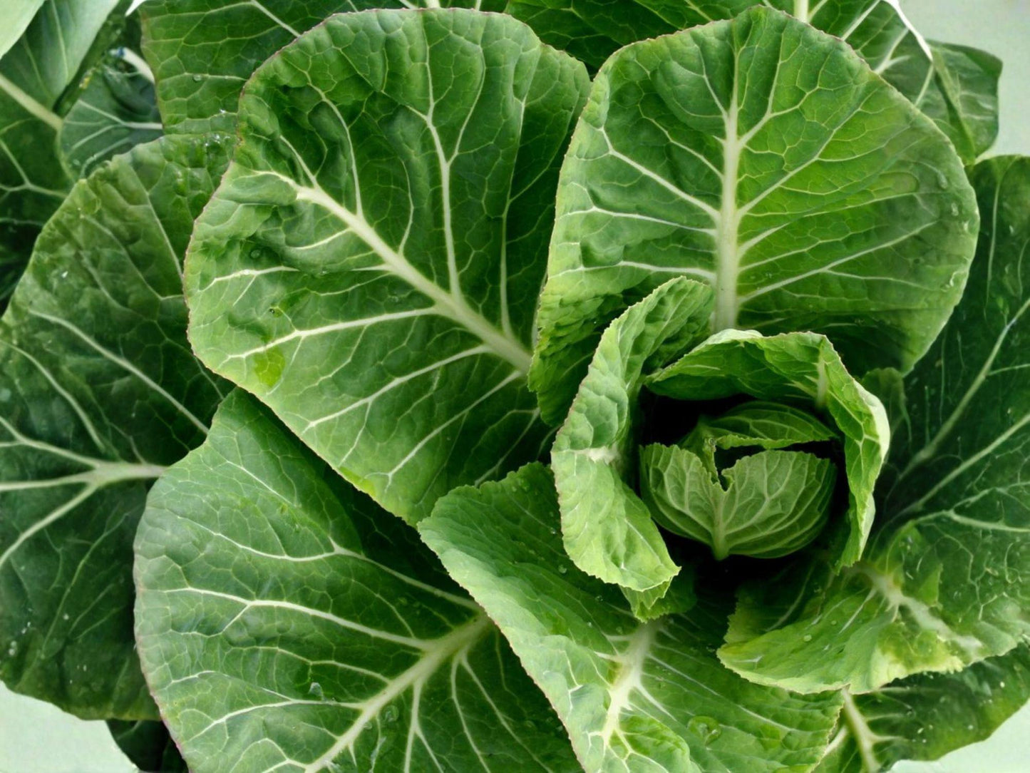 Champion Collards Seeds – 500 Heirloom Green Leaf Vegetable Seeds, Cold & Frost Tolerant, Compact Vates Collard Plant