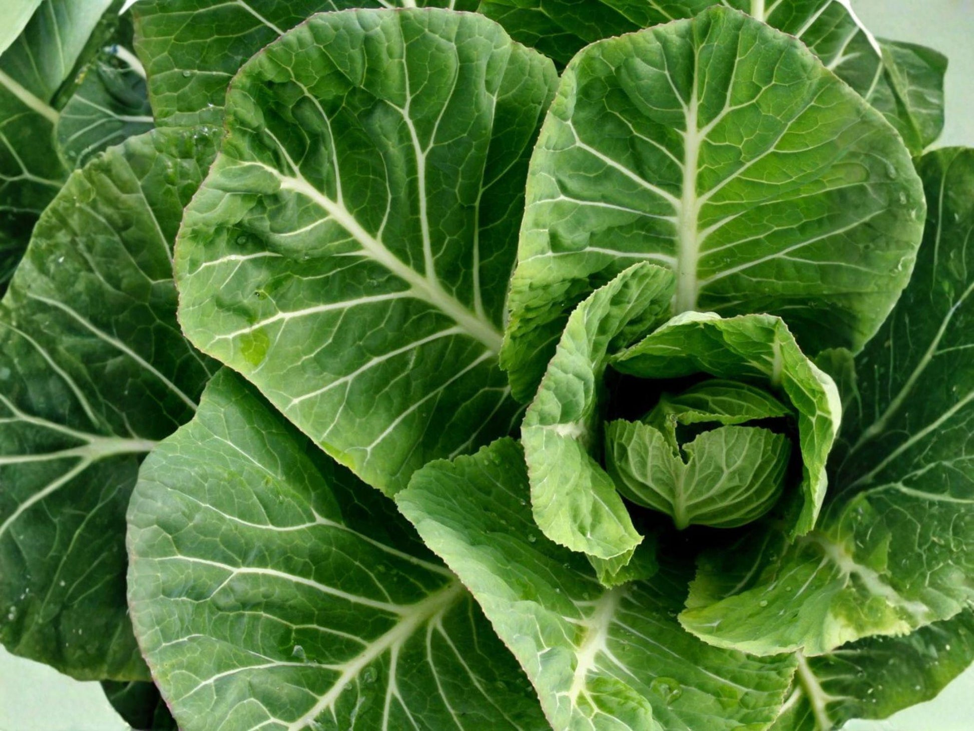 Champion Collards Seeds – 500 Heirloom Green Leaf Vegetable Seeds, Cold & Frost Tolerant, Compact Vates Collard Plant