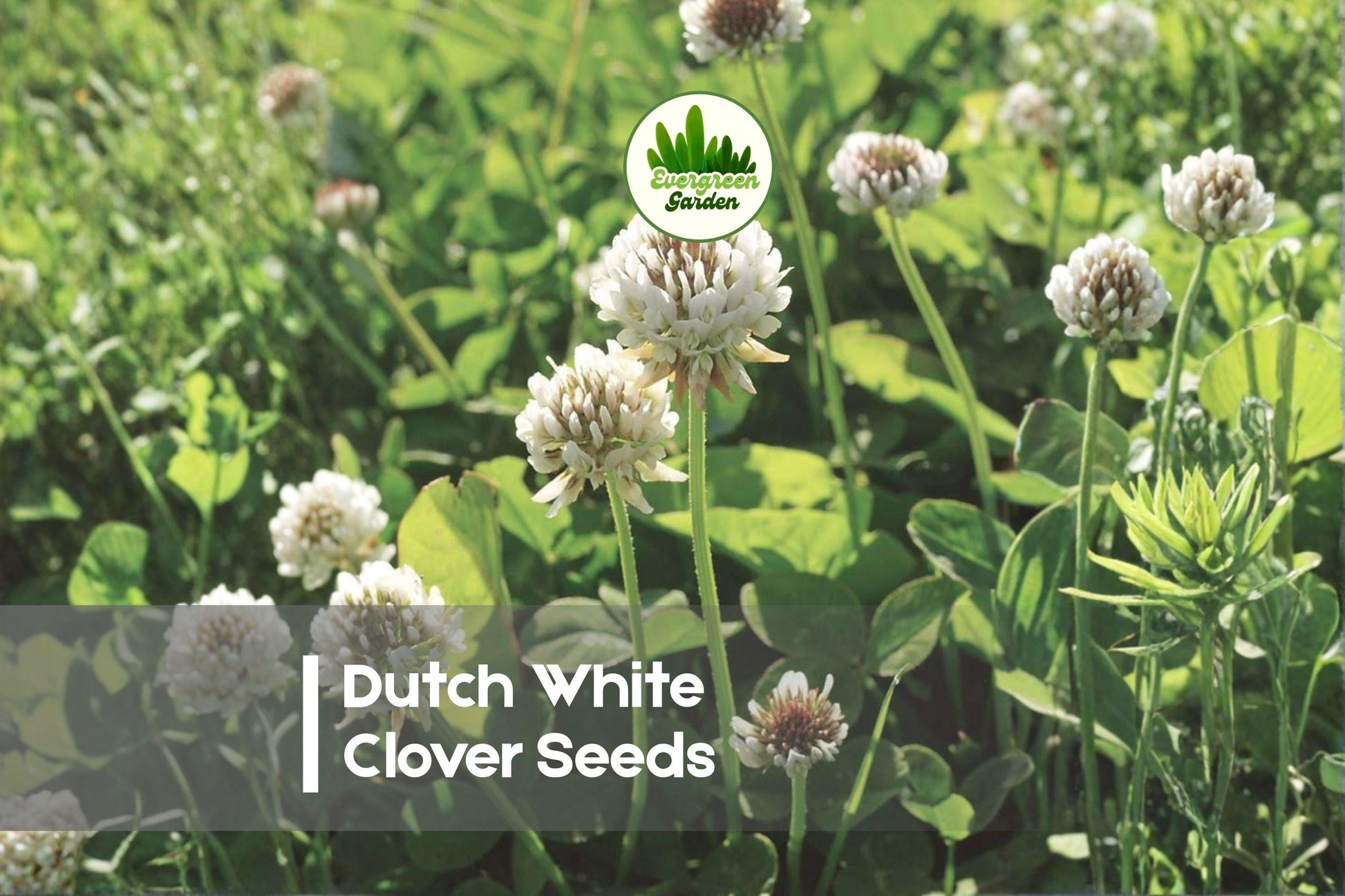 Dutch White Clover Seeds - 500 Pack, Ground Cover, Trifolium repens, Eco-Friendly Lawn and Soil Improvement