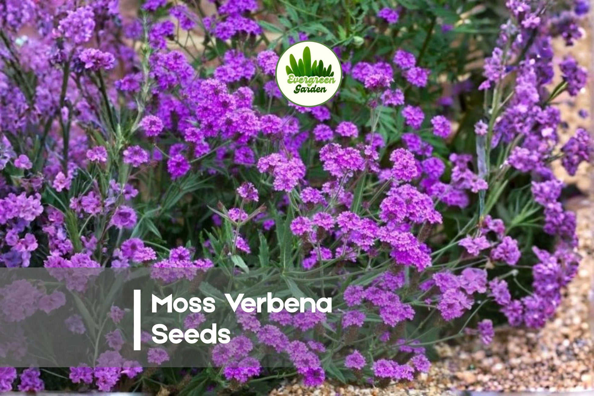 100+ Moss Verbena Seeds - Spreading Ground Cover with Purple Blooms - Verbena tenuisecta Seeds for Borders & Pollinator Gardens
