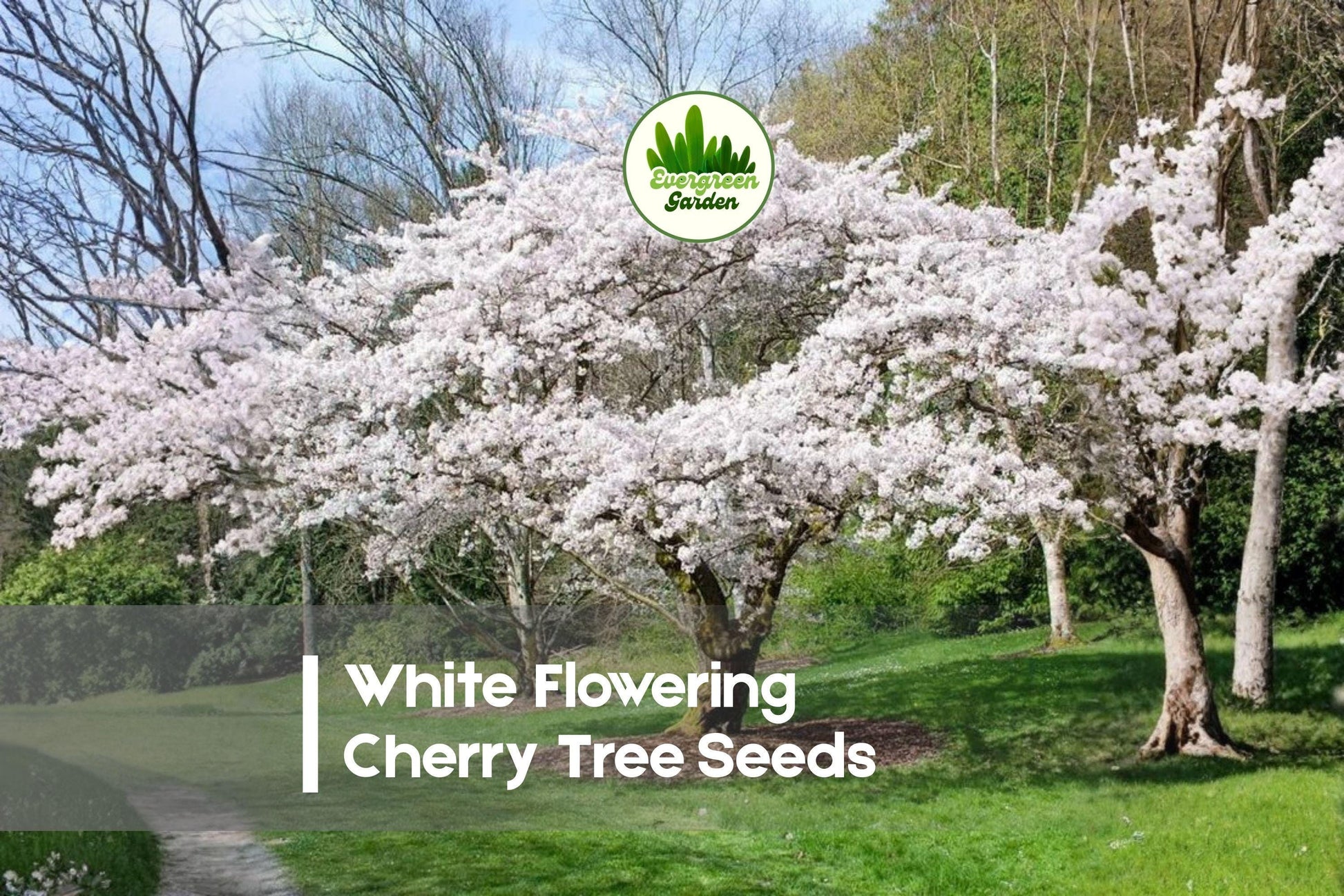 White Flowering Cherry Tree Seeds – Prunus species, Ornamental Spring Blooming, Bonsai & Landscape Planting, 10 Seeds
