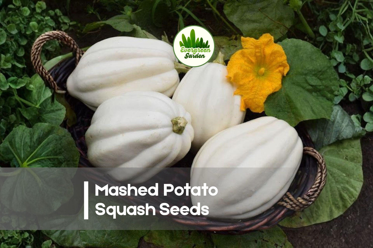 Mashed Potato Squash Seeds, White Heirloom Cucurbita, Gourmet Vegetable, Unique White Squash, Full Sun, Easy to Grow