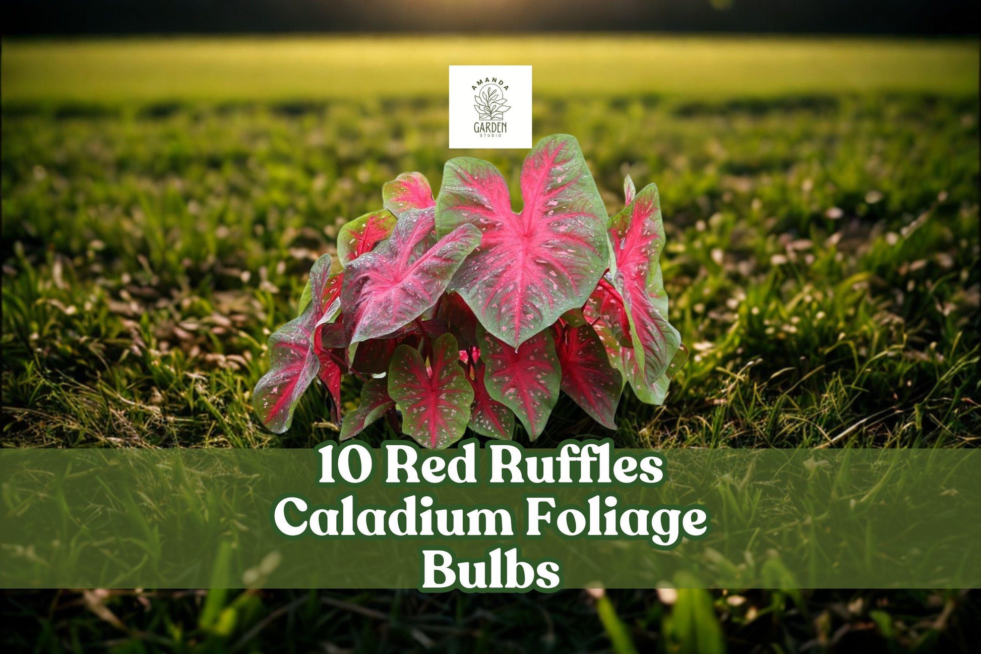 10 Red Ruffles Caladium Bulbs – Tropical Foliage, Ruffled Red Leaves, Caladium bicolor for Shade Gardens & Containers