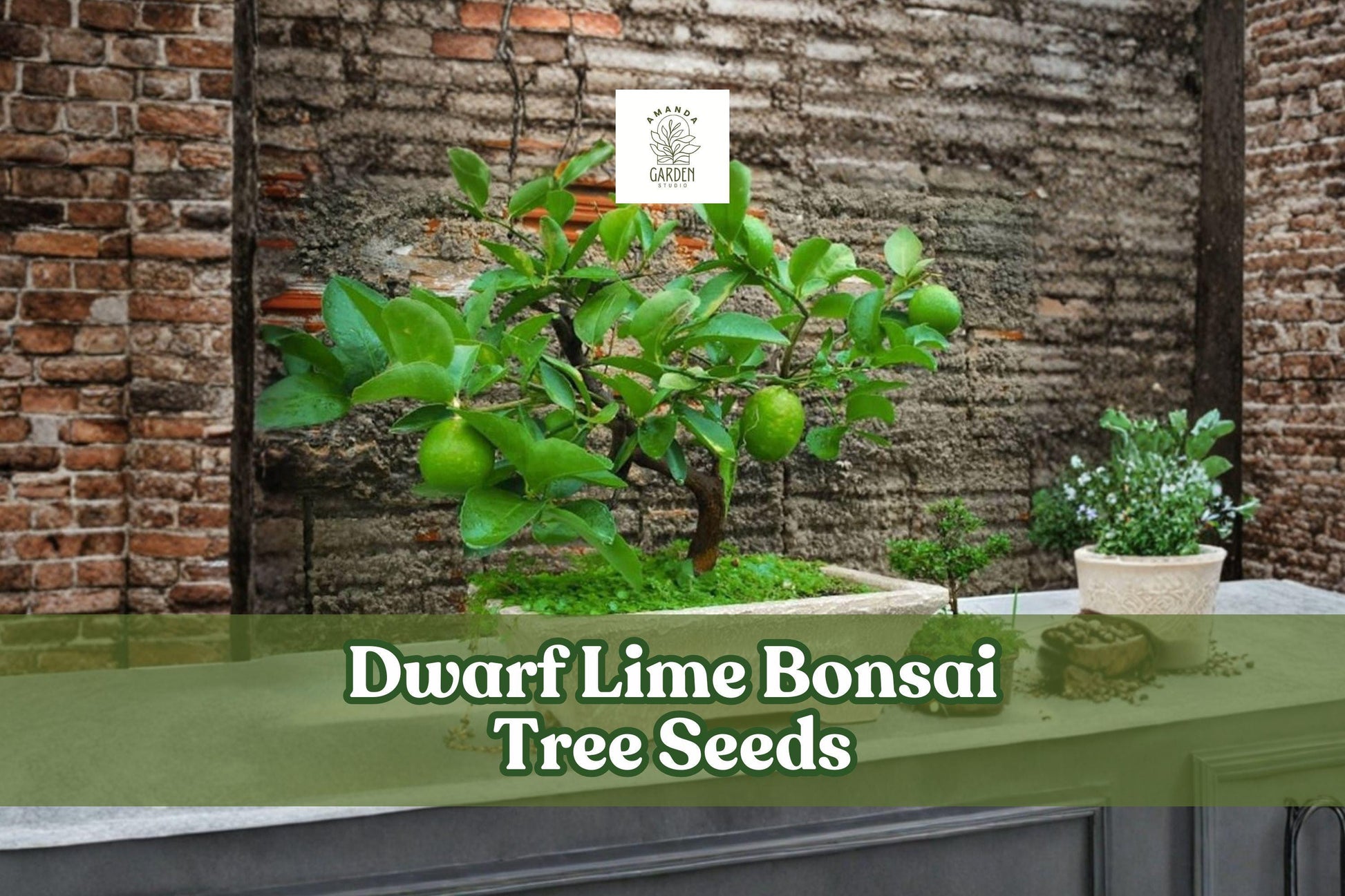 Dwarf Lime Bonsai Tree Seeds | Citrus spp. | Evergreen Citrus for Bonsai & Container Growing | 20+ Seeds from Iowa