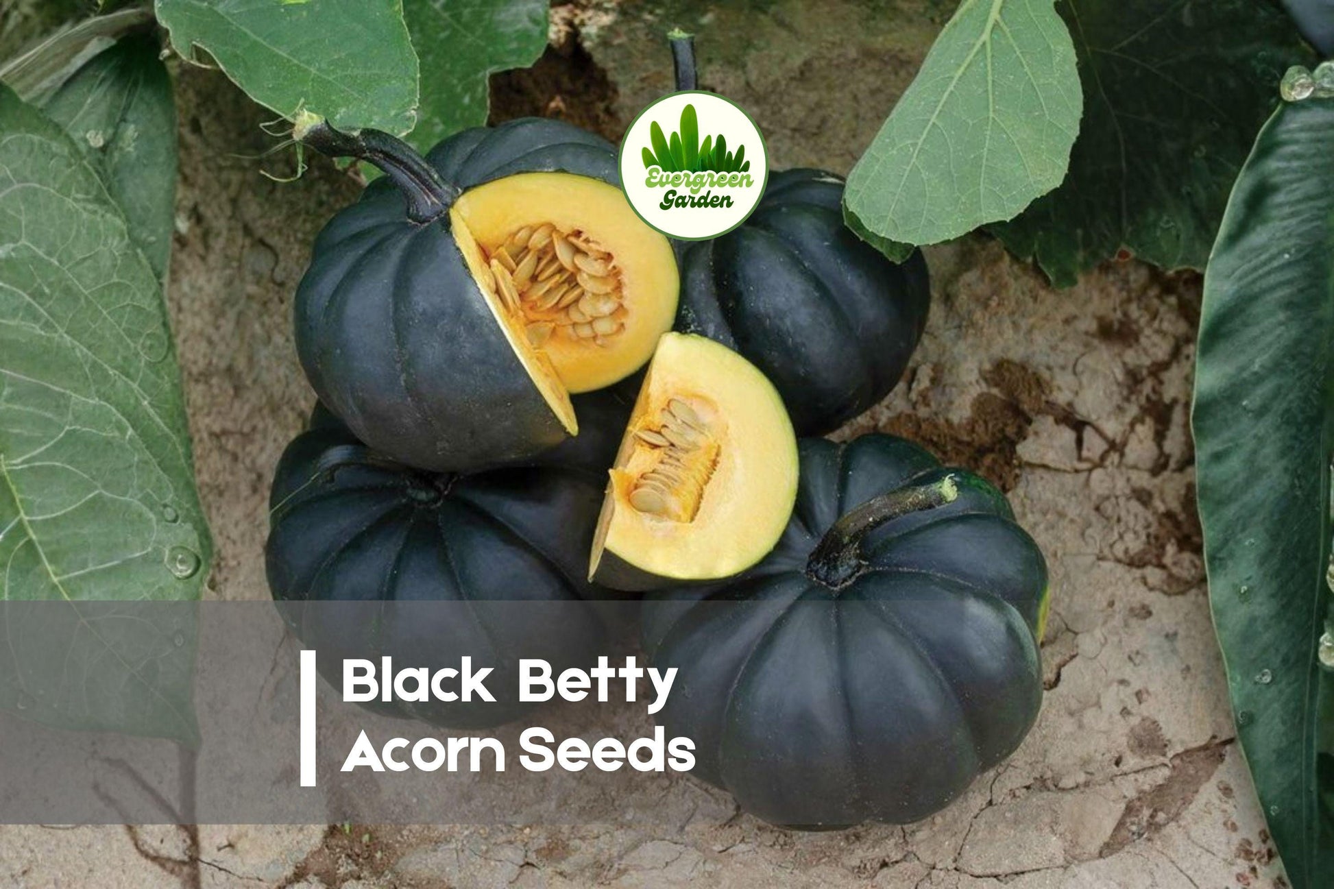 Black Betty Acorn Squash Seeds – Compact, Dark-Skinned, Sweet Cucurbita pepo for Baking, Roasting & Home Gardens