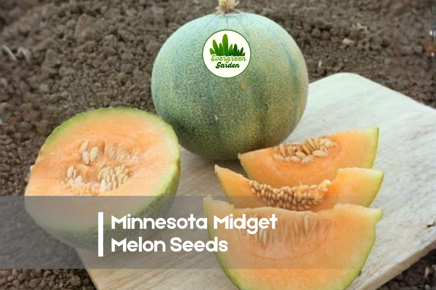 Minnesota Midget Melon Seeds – Compact, Early-Maturing Cucumis melo for Small Gardens & Containers, Sweet Personal Fruit Pack of 10