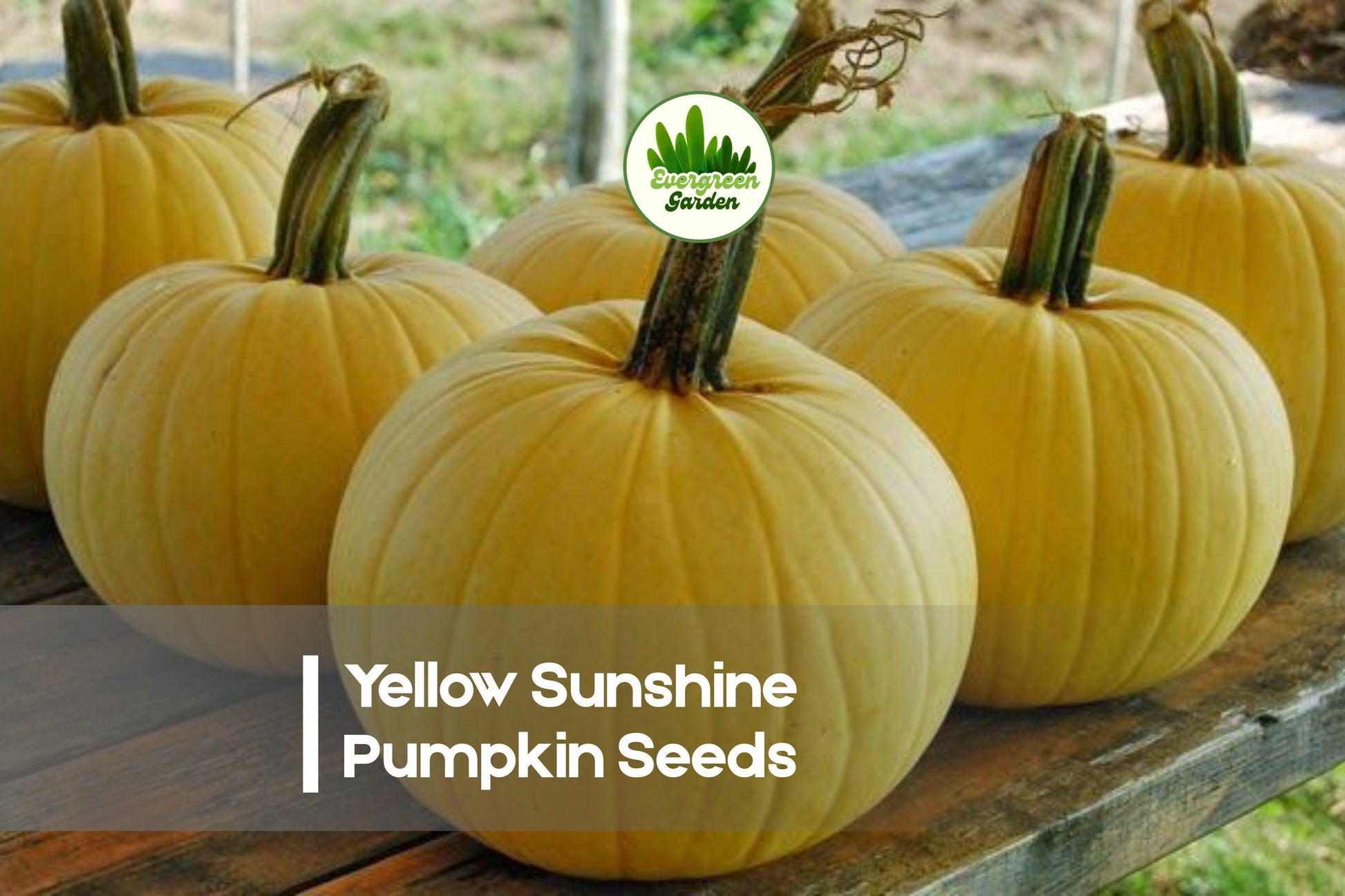 Yellow Sunshine Pumpkin Seeds – 20 Rare Bright Yellow Cucurbita pepo for Growing Vibrant Fall Decor and Culinary Use