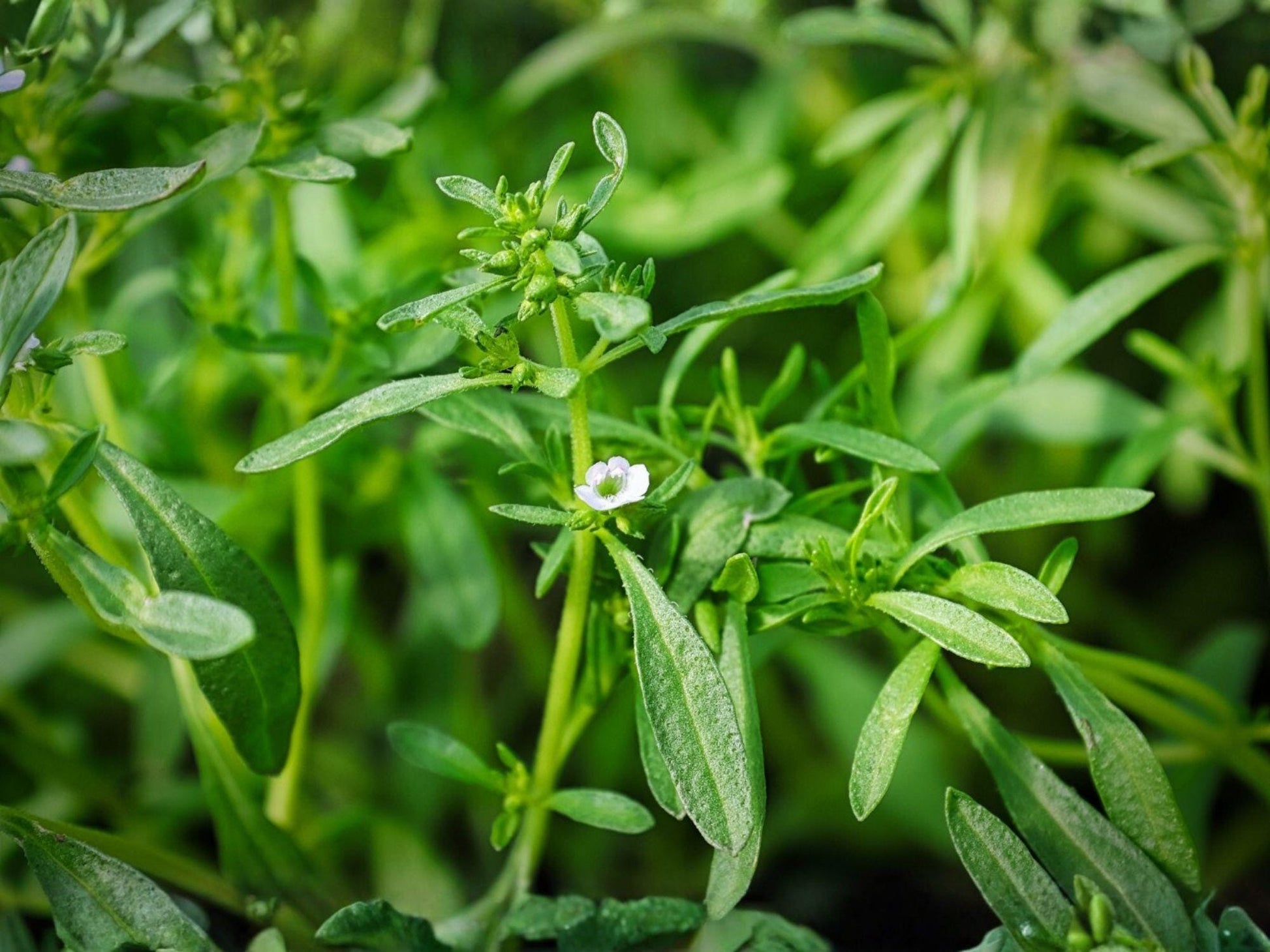 Summer Savory Herb Seeds – 500 Seeds, Peppery Flavor, Easy to Grow, Culinary Herb, Satureja hortensis