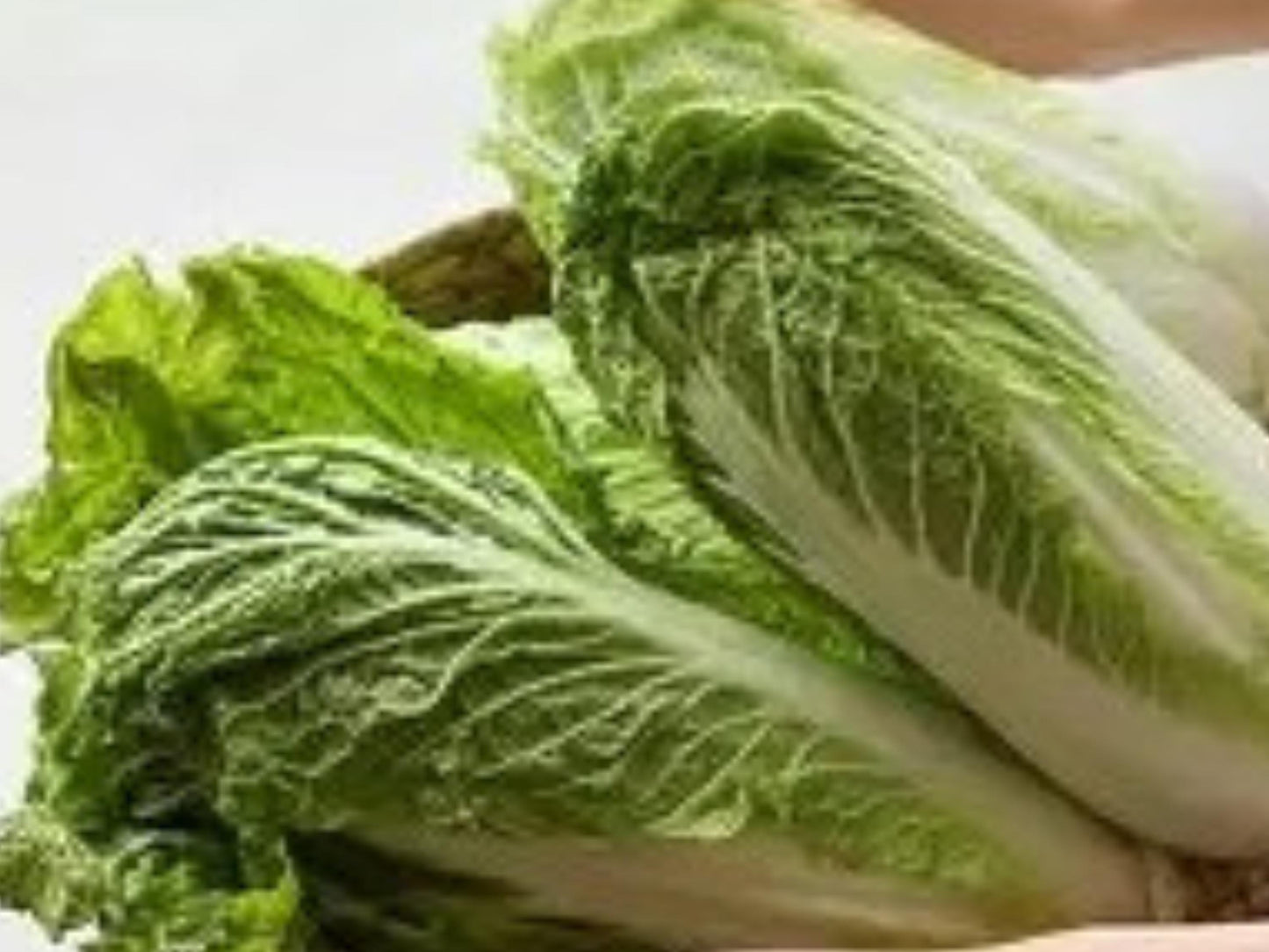 Michihli Chinese Cabbage Seeds - Heading Napa Type, Asian Vegetable, 300 Seeds, Cool-Season, Mild Flavor, Fermenting
