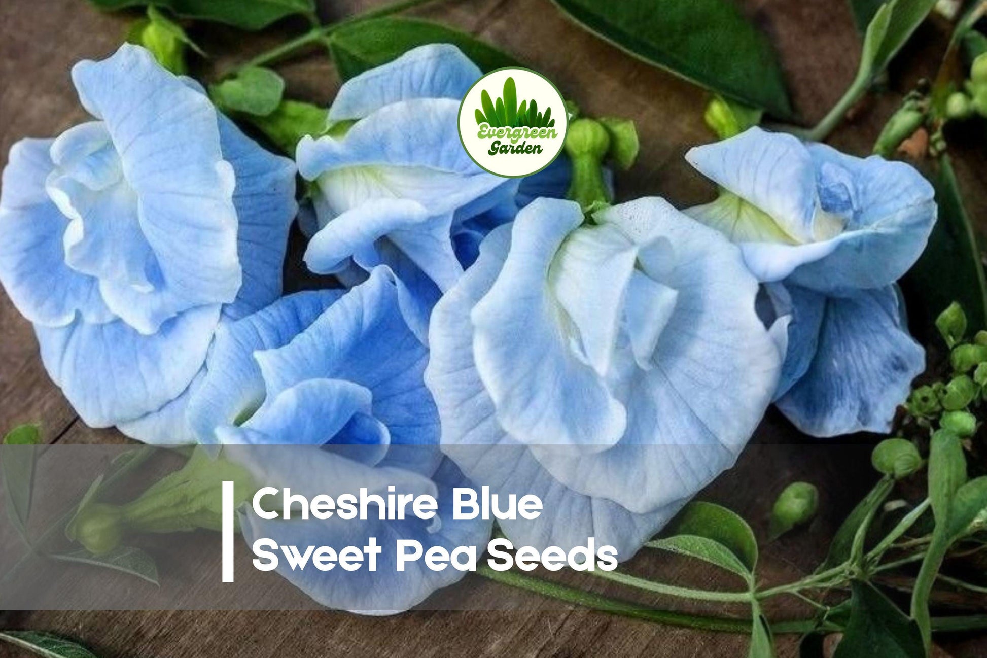 Cheshire Blue Sweet Pea Seeds, Climbing Flowering Vine, Fragrant Blue Blooms, Lathyrus odoratus, Annual Garden Plant