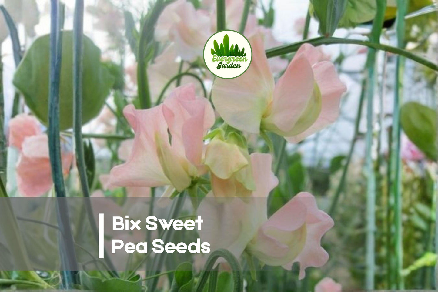 50+ Bix Sweet Pea Seeds, Climbing Flowering Vine, Fragrant Lathyrus odoratus, Garden, Cut Flowers