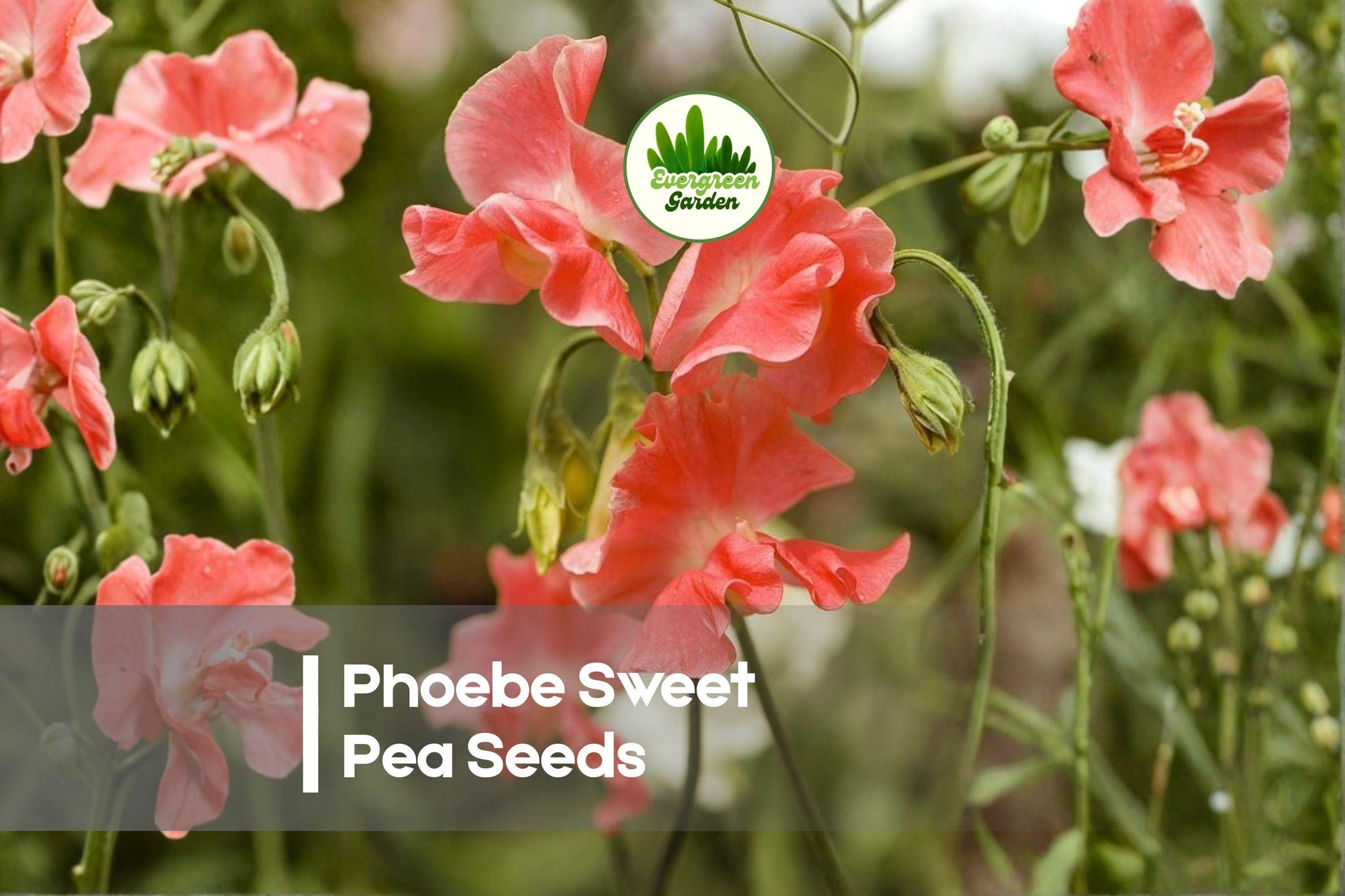 Sweet Pea Seeds, Pink Flowering Climbing Vine, Phoebe Variety, Lathyrus odoratus, Garden, Cut Flowers
