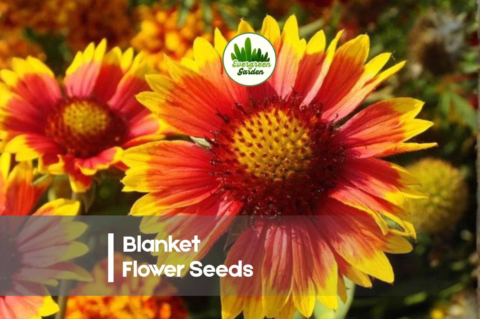 50 Blanket Flower Seeds Gaillardia pulchella Bright Multicolor Blooms for Gardens and Pollinator Gardens