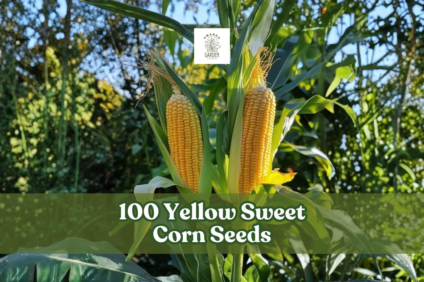 Yellow Sweet Corn Seeds – Hybrid “Incredible” Zea mays, 100 Pack for Home Garden, Vegetable Plot, Reliable Crop