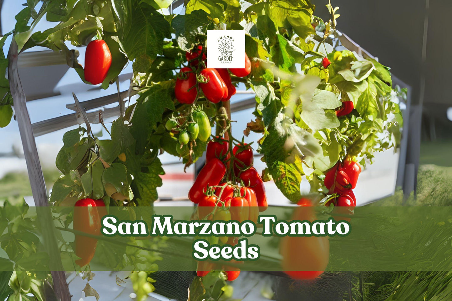San Marzano Tomato Seeds 100+ | Paste Tomato Variety for Garden & Container Growing | Solanum lycopersicum
