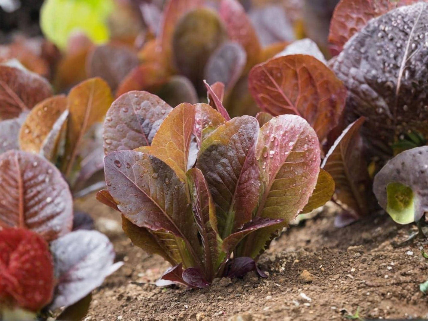 Rouge d’Hiver Lettuce Seeds – Red Romaine, Cold Hardy, Heirloom, French Variety, Salad Greens, 1000 Seeds