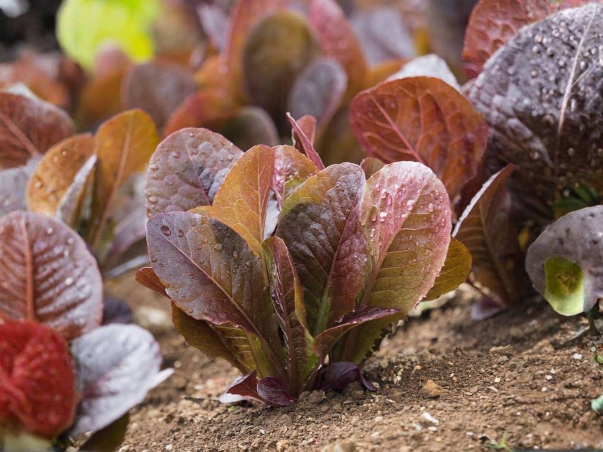 Rouge d’Hiver Lettuce Seeds – Red Romaine, Cold Hardy, Heirloom, French Variety, Salad Greens, 1000 Seeds