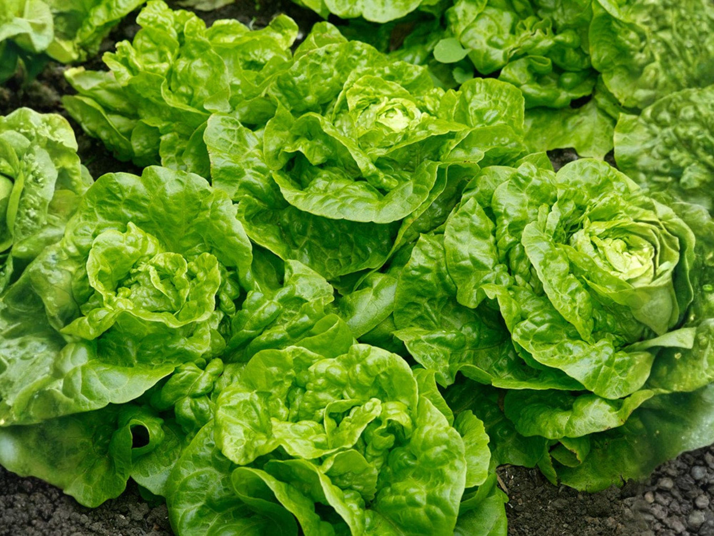 Tom Thumb Lettuce Seeds – Mini Butterhead Heirloom Vegetable Seeds for Containers & Small Gardens