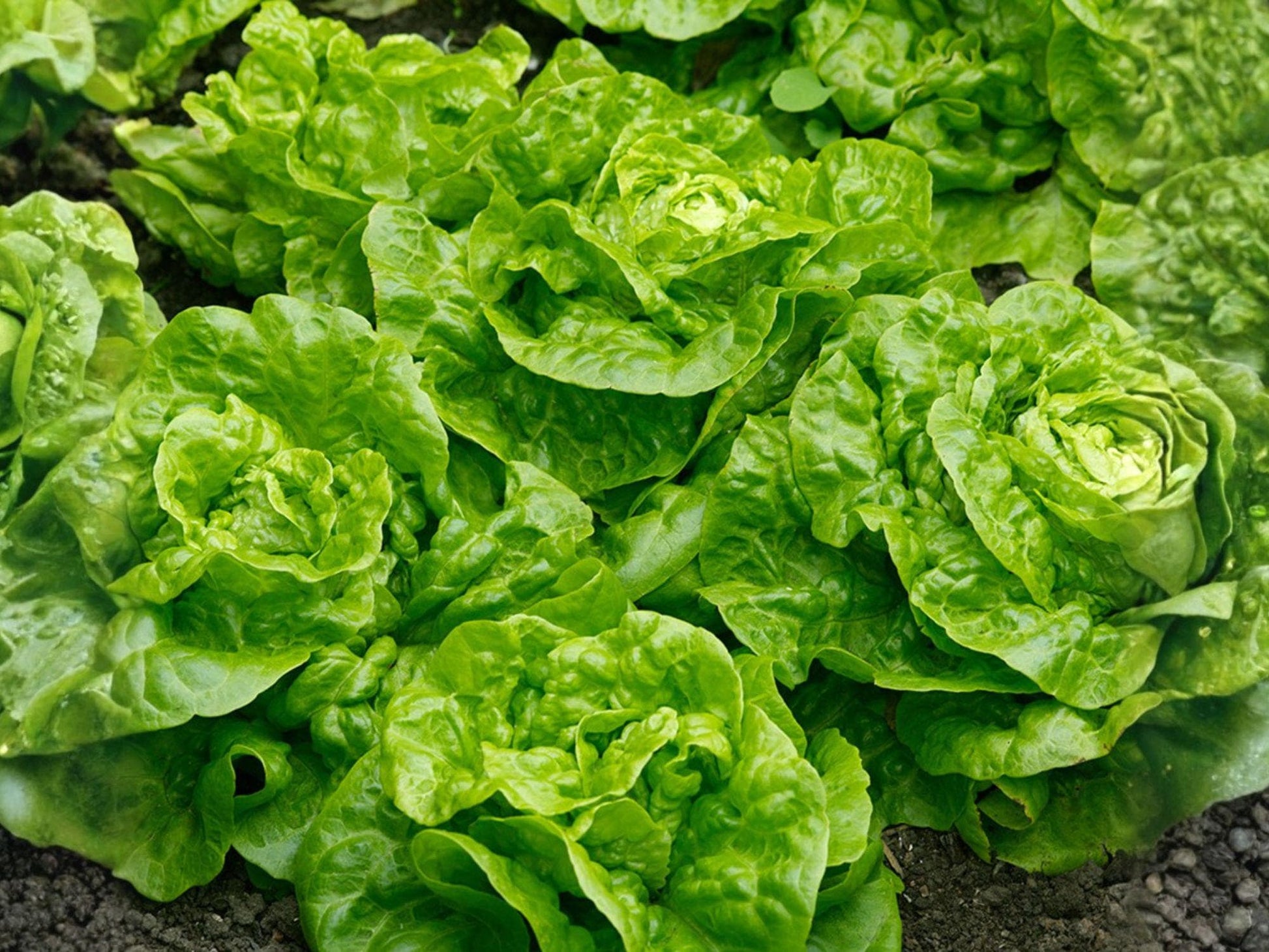 Tom Thumb Lettuce Seeds – Mini Butterhead Heirloom Vegetable Seeds for Containers & Small Gardens