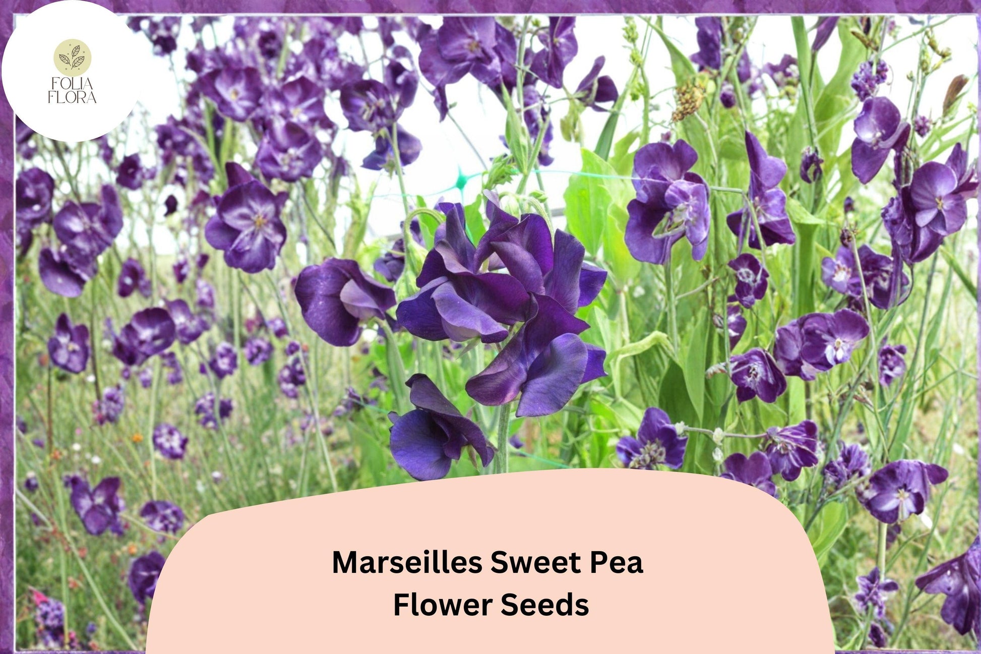 Marseilles Sweet Pea Seeds | Climbing Flower Vine with Burgundy Blooms | Lathyrus odoratus | 50+ Seeds