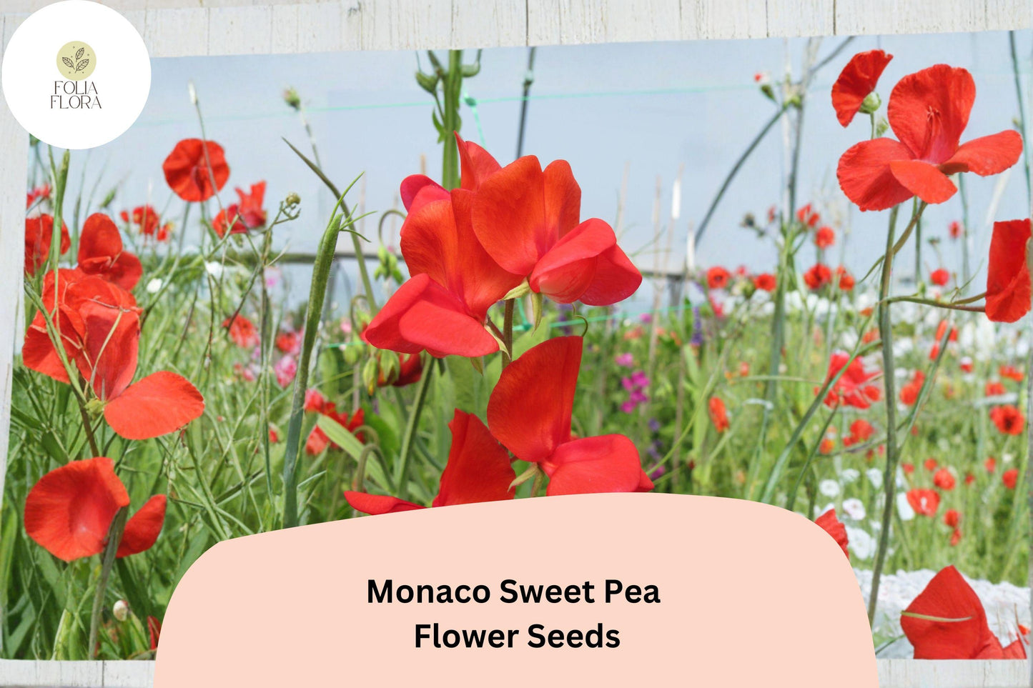 Monaco Sweet Pea Seeds | Orange Climbing Flower Vine | Lathyrus odoratus | Ornamental Garden Plant