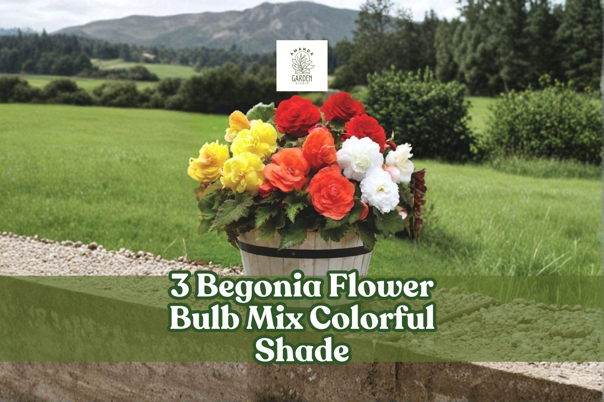 Begonia Flower Bulb Mix - Colorful Shade Garden Blooming Plants - Perennial Tubers for Containers and Beds