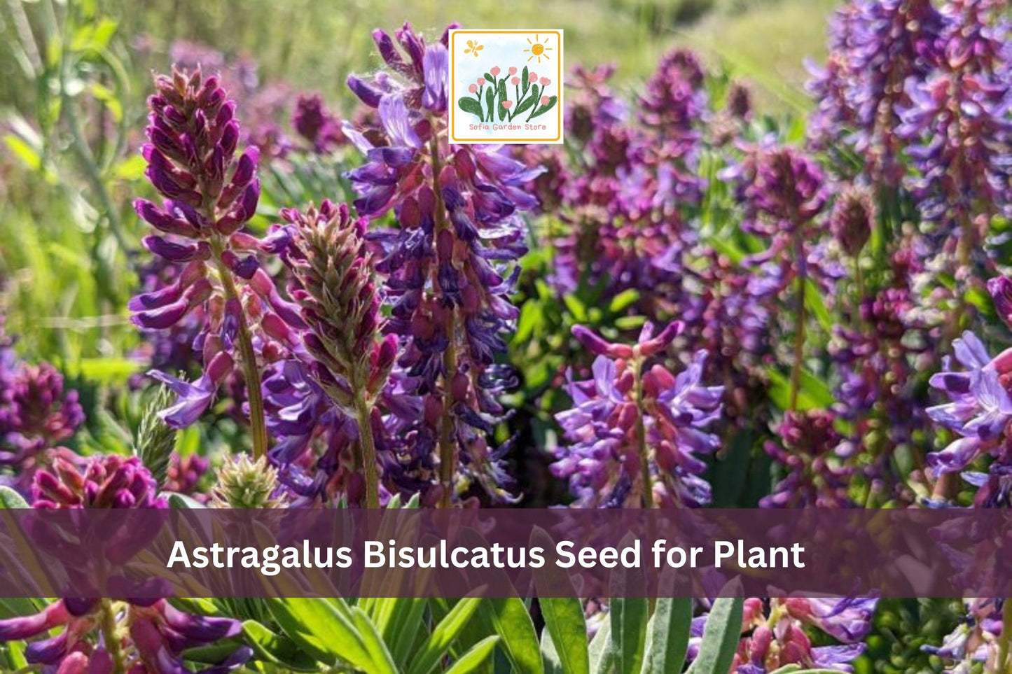 15 Astragalus bisulcatus Seeds | Twogroove Milkvetch Wildflower | Native Perennial for Meadow & Drought Tolerance