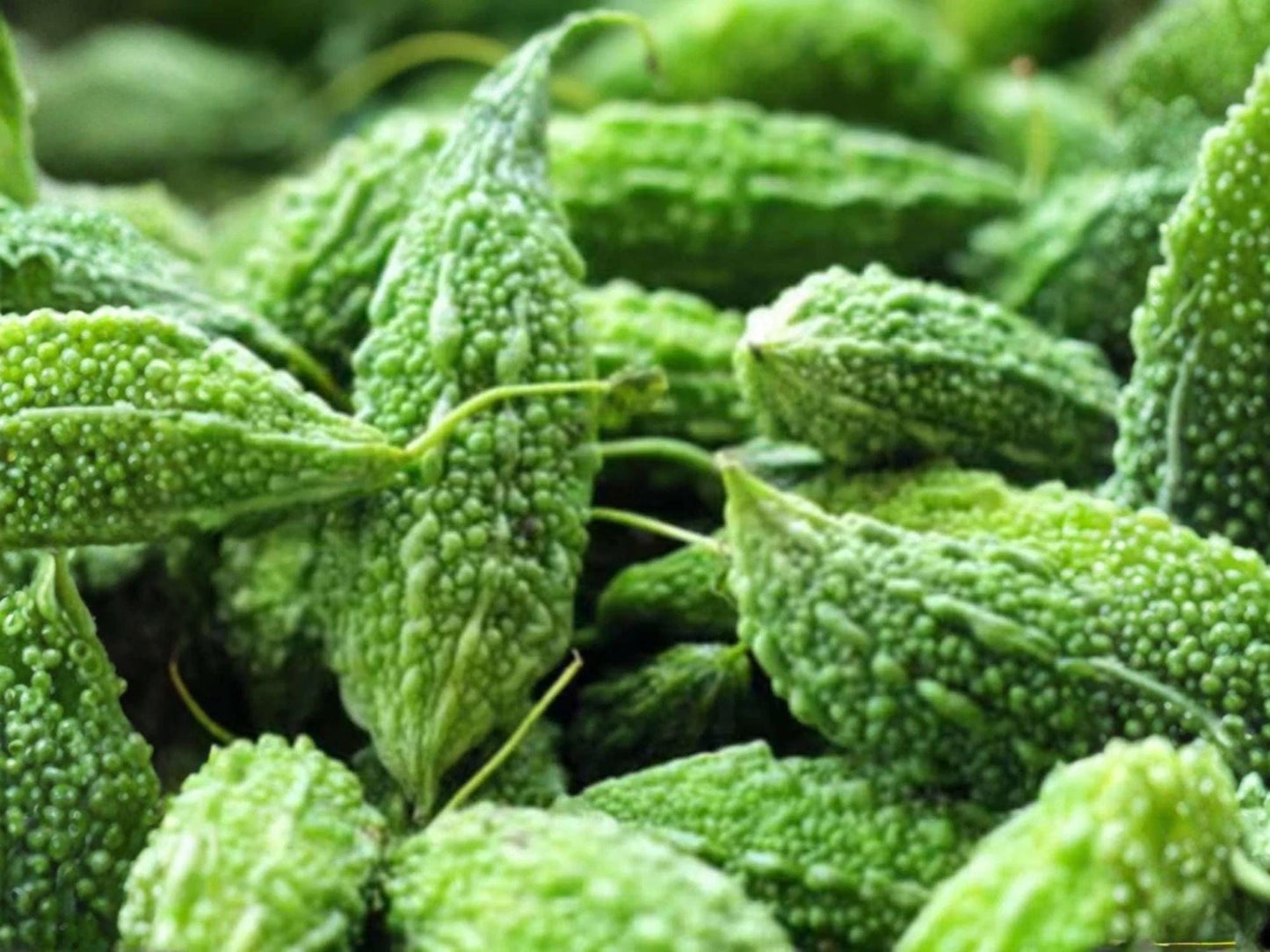 Futo Spindle Bitter Gourd Seeds – Japanese Heirloom, 5 Seeds, Climbing Vine, Milder Bitterness, Edible Fruit, Non-GMO