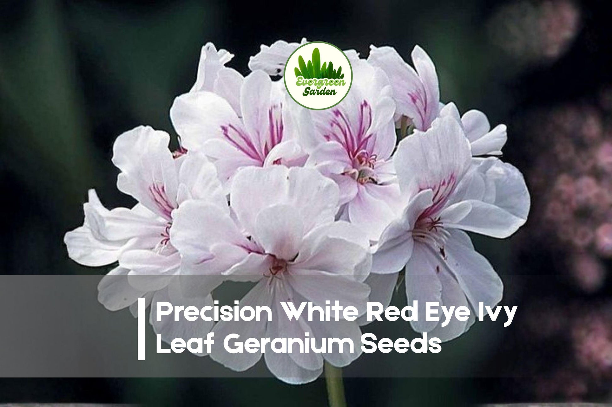 Precision White Red Eye Ivy Leaf Geranium Seeds, Pelargonium peltatum, Trailing, White with Red Center, Garden, Container, Hanging Basket