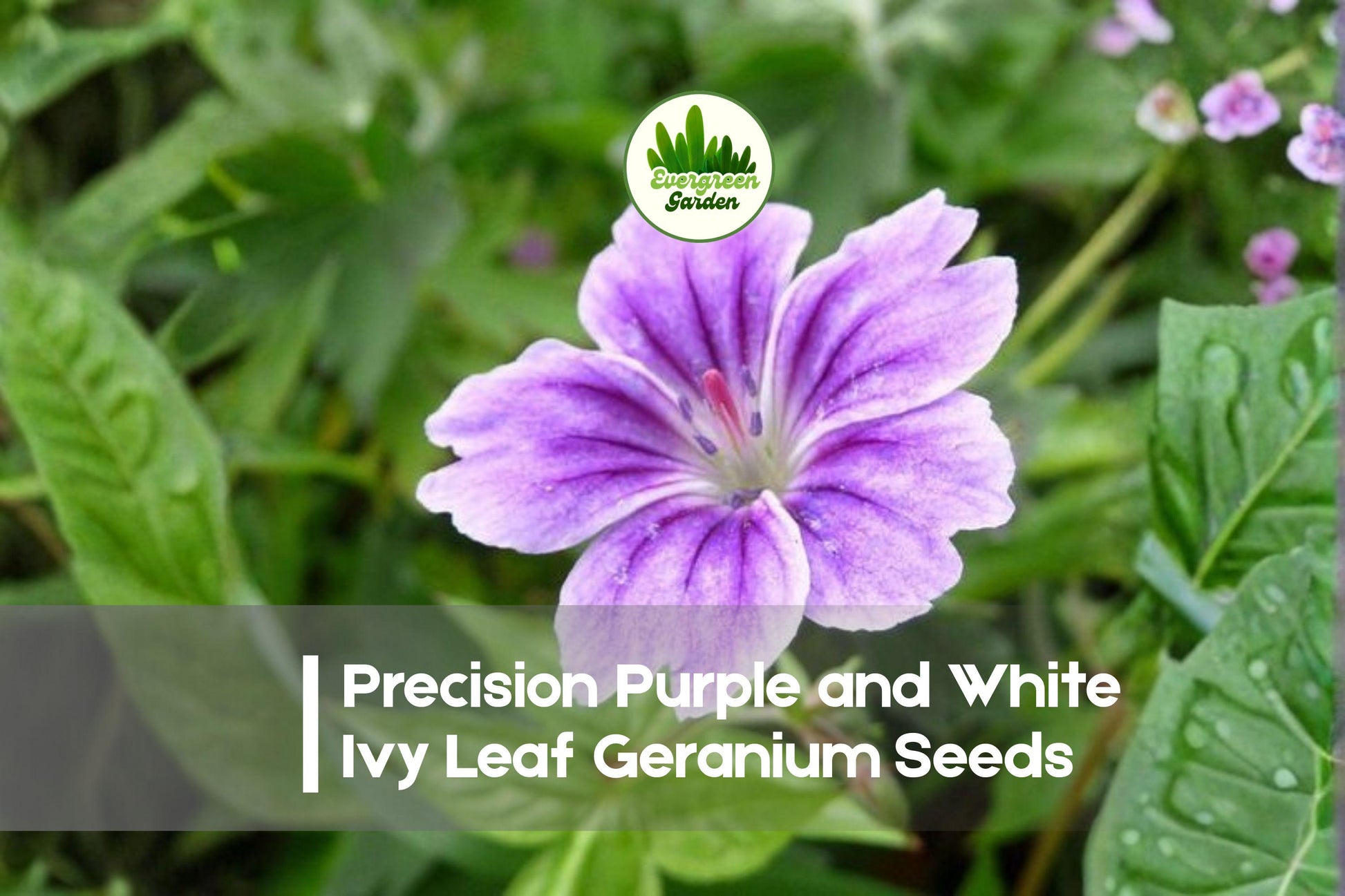25+ Precision Purple and White Ivy Leaf Geranium Seeds, Pelargonium peltatum, Trailing Bi-Color Blooms for Hanging Baskets & Containers