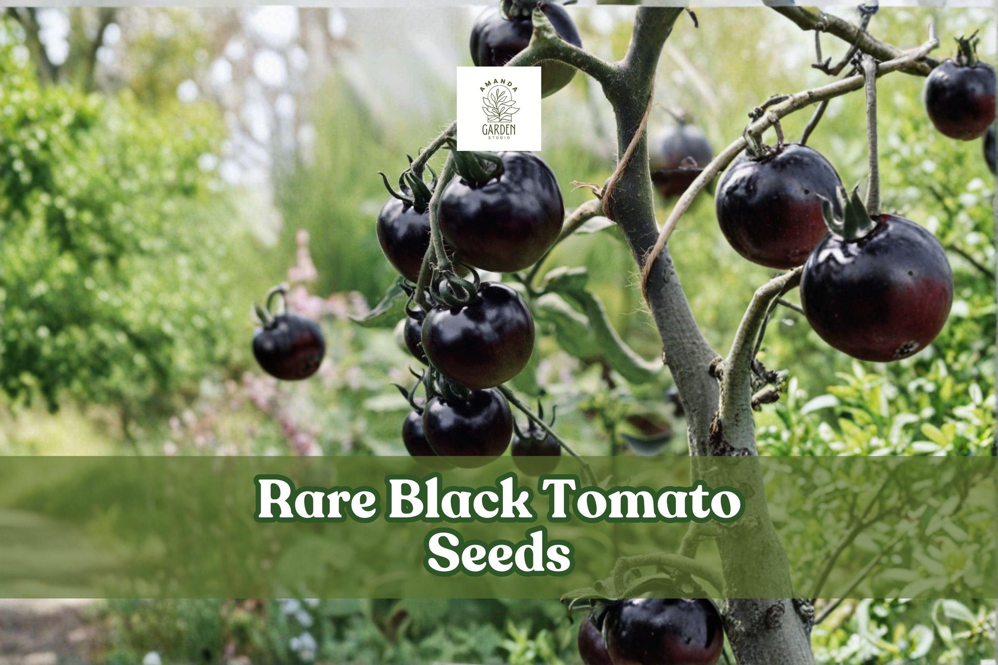 Black Tomato Seeds – 50+ Rare Exotic Dark Tomato Variety for Garden & Container Growing | Solanum lycopersicum