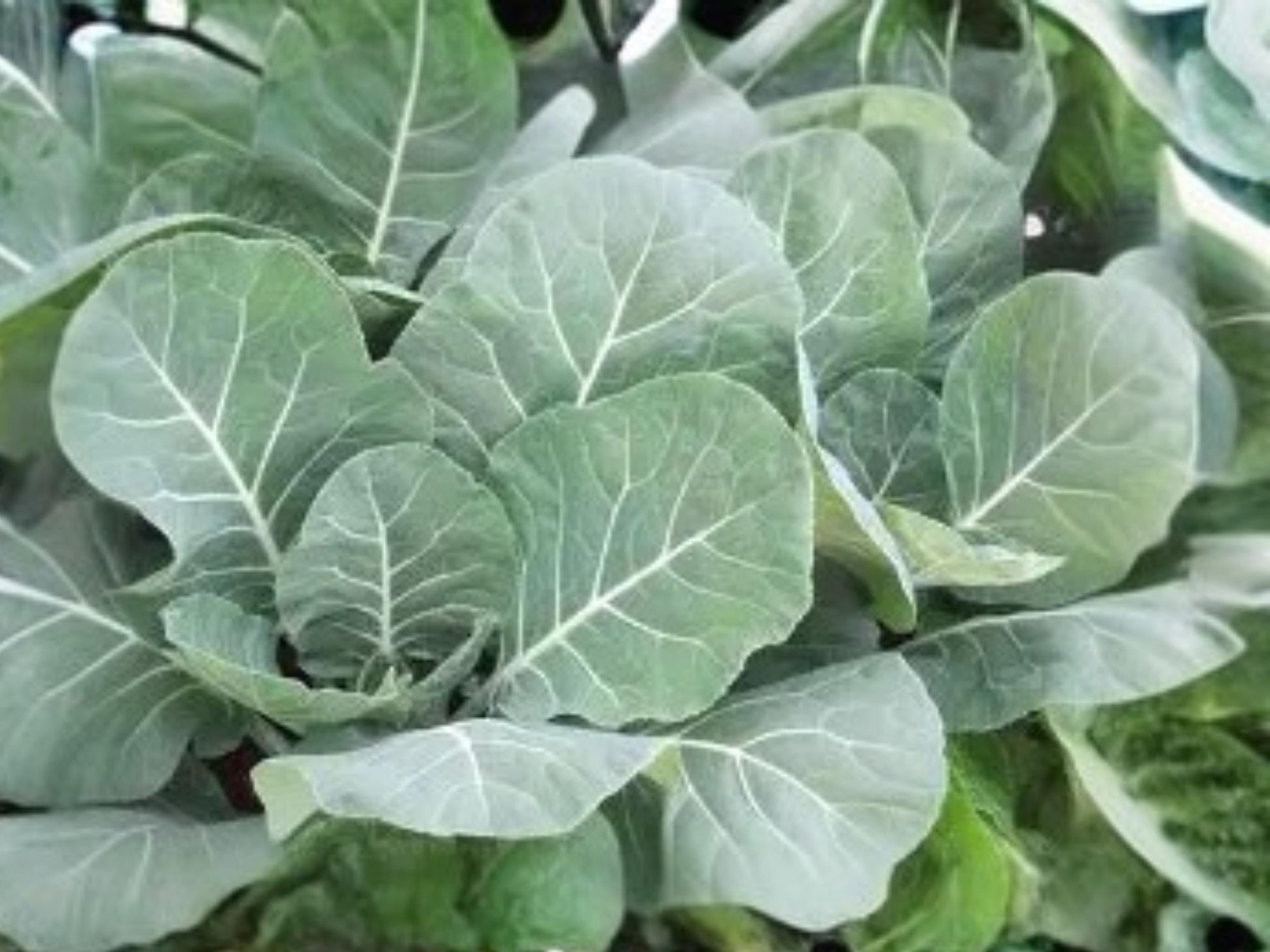 Champion Collards Seeds – Heirloom Southern Greens with Large Tender Leaves, Heat & Cold Tolerance, 500 Seeds