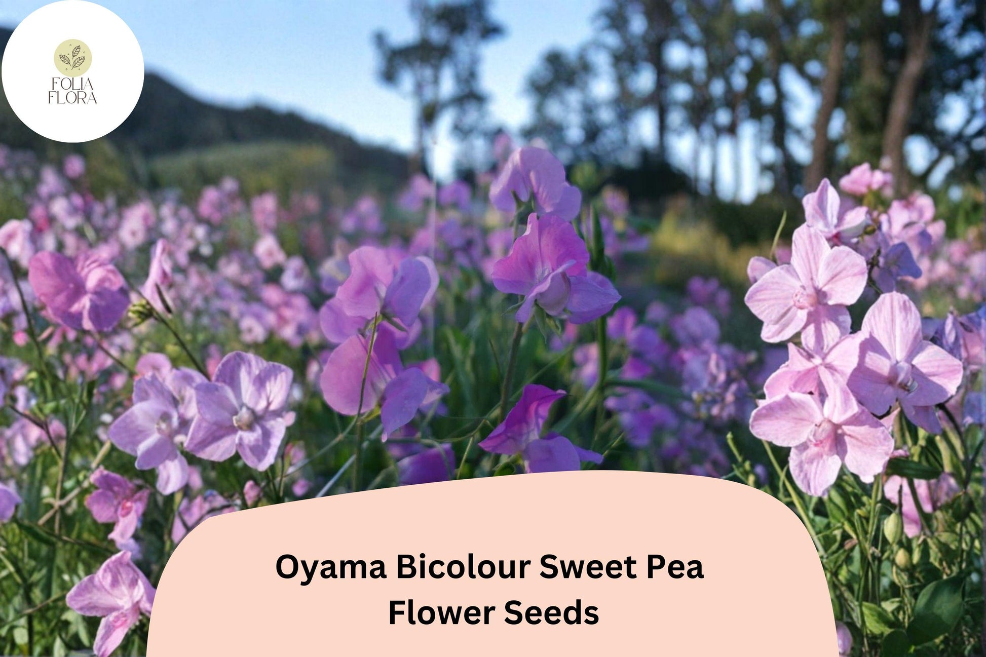 Oyama Bicolour Sweet Pea Seeds | Climbing Flower Vine | Lathyrus odoratus | Bicolour Blooms | 50+ Seeds