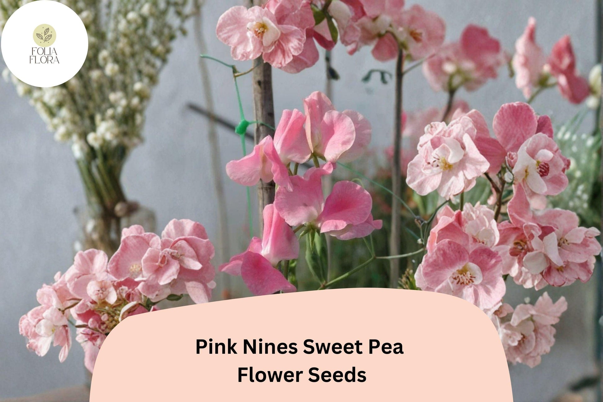 Pink Nines Sweet Pea Seeds | Climbing Vine with Fragrant Pink Blooms | Lathyrus odoratus | Garden Planting (50+ Seeds)