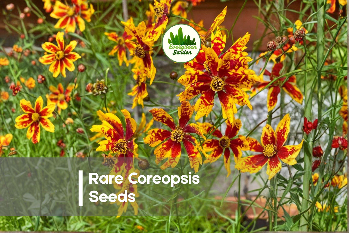 100 Rare Coreopsis Seeds - Bright Daisy-Like Blooms, Attracts Butterflies, Perennial Flower, Full Sun, Well-Draining Soil