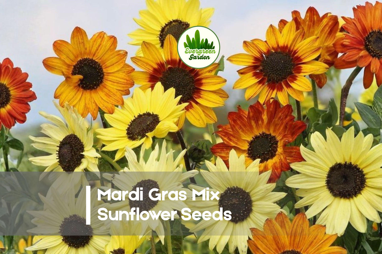 Mardi Gras Mix Sunflower Seeds, Helianthus annuus, Bright Multi-Color Bloom Pack of 50