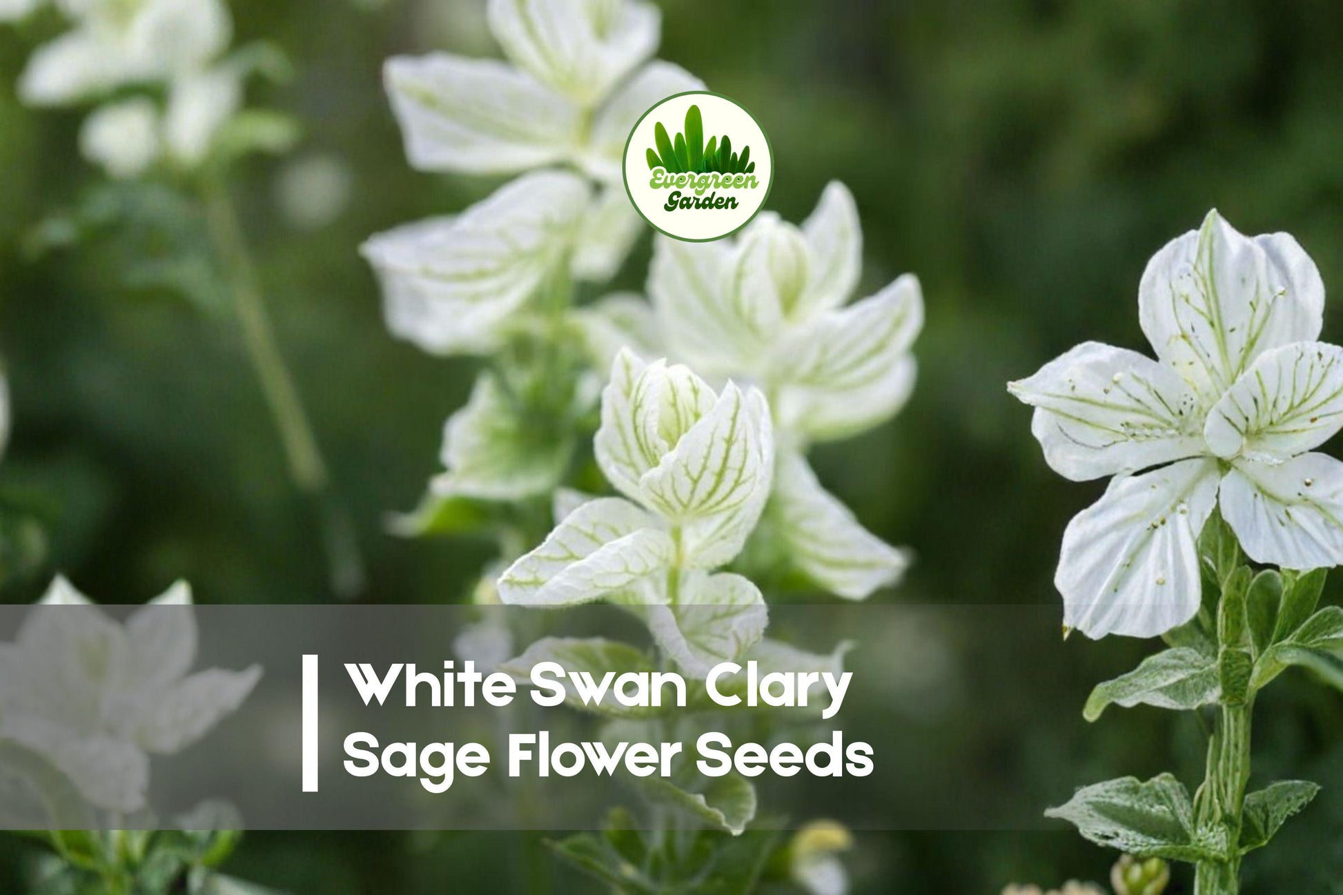 White Swan Clary Sage Seeds, Ornamental Salvia sclarea, Pollinator-Friendly, Cottage Garden, Cut-Flower