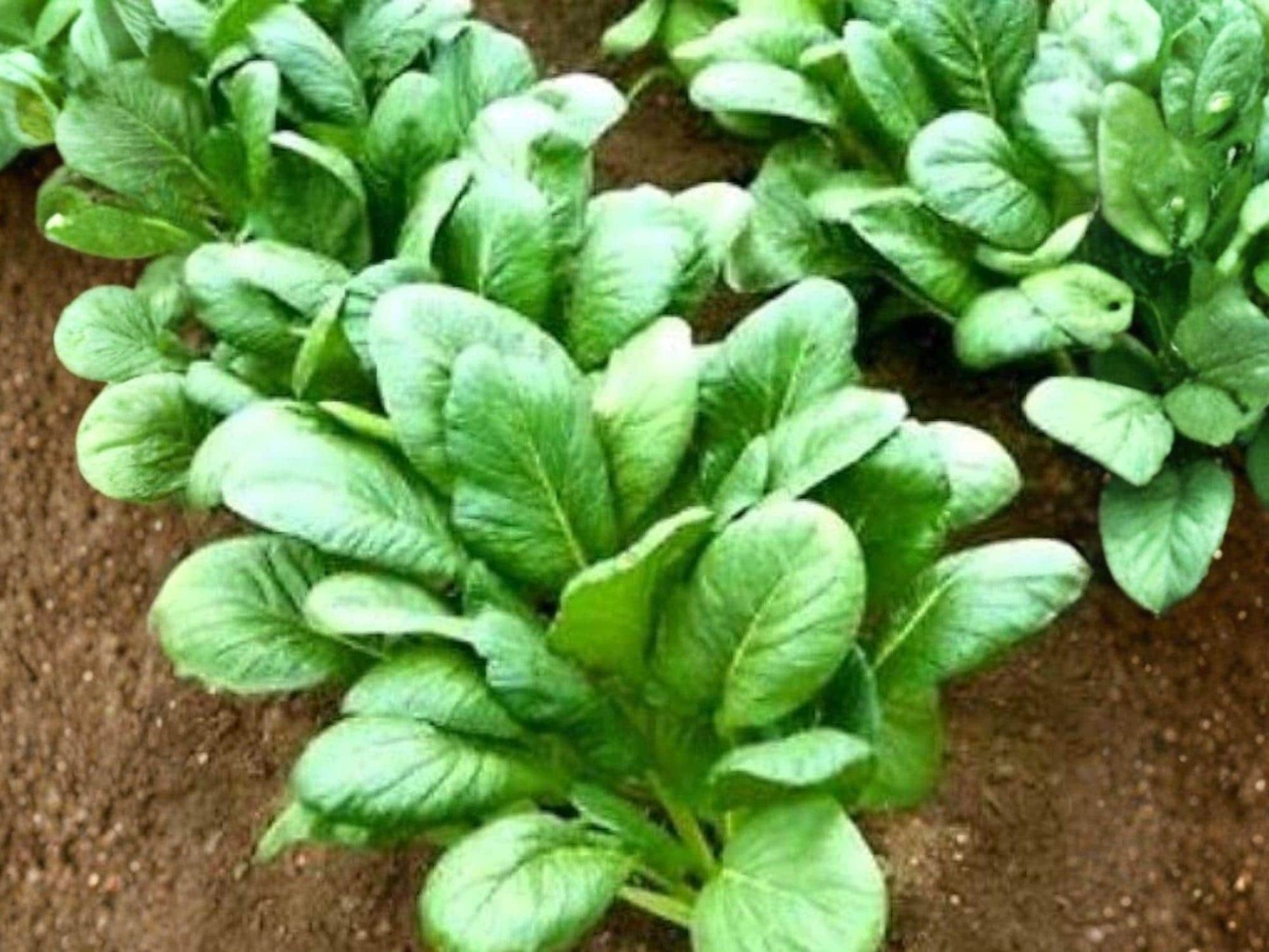 Komatsuna Seeds – Asian Greens, Mustard Spinach, Tendergreen, 500 Seeds, Cool-Season Leafy Vegetable