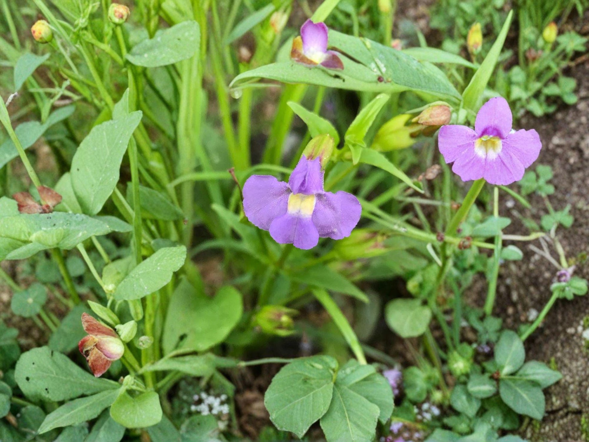 Mimulus ringens Monkey Flower Seeds | Native Wetland Perennial | Lavender-Blue Flowers | 5,000 Seeds