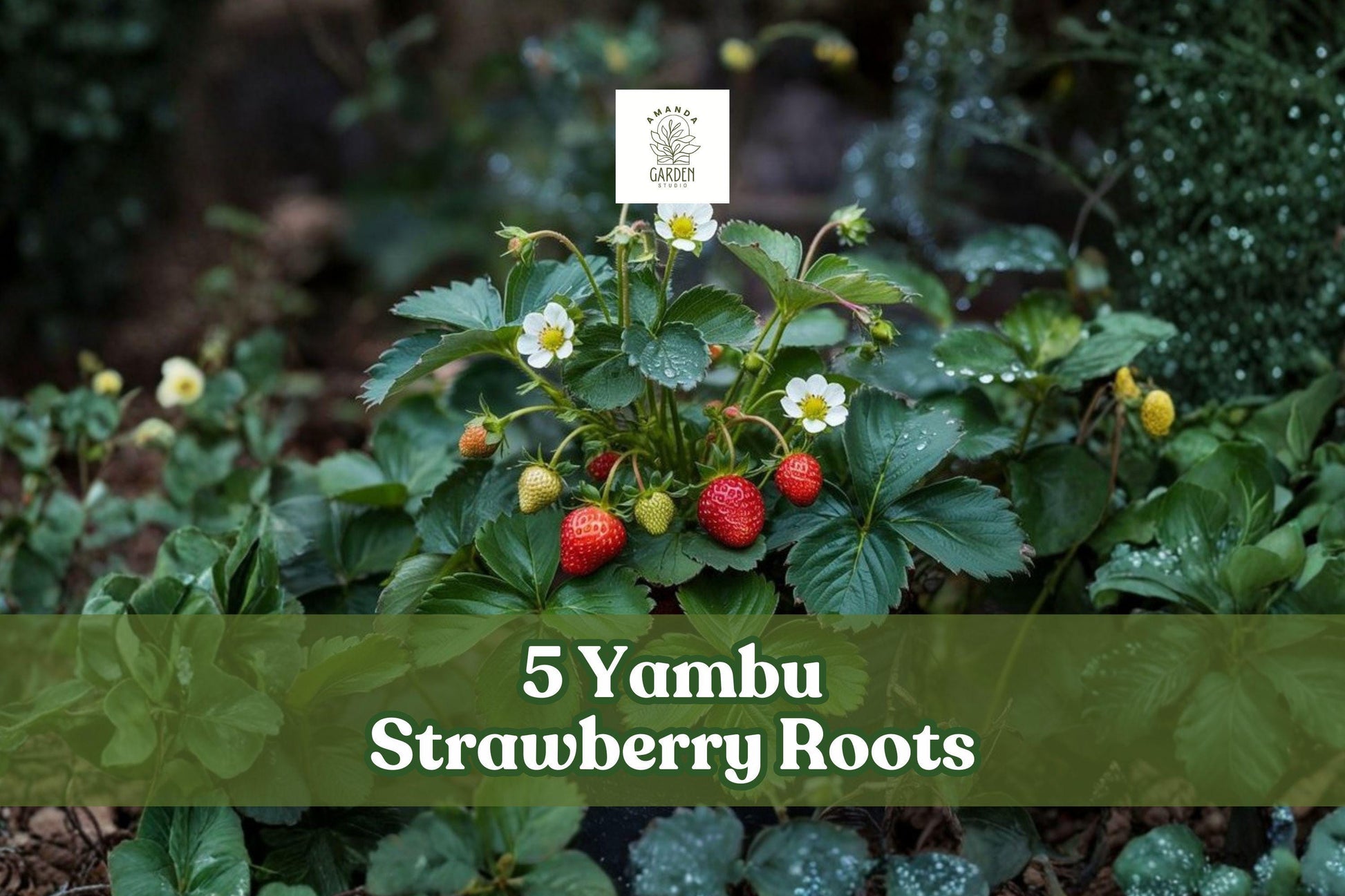Yambu Strawberry Roots – Live Bare Root Plants for Garden & Container Growing – Fragaria × ananassa