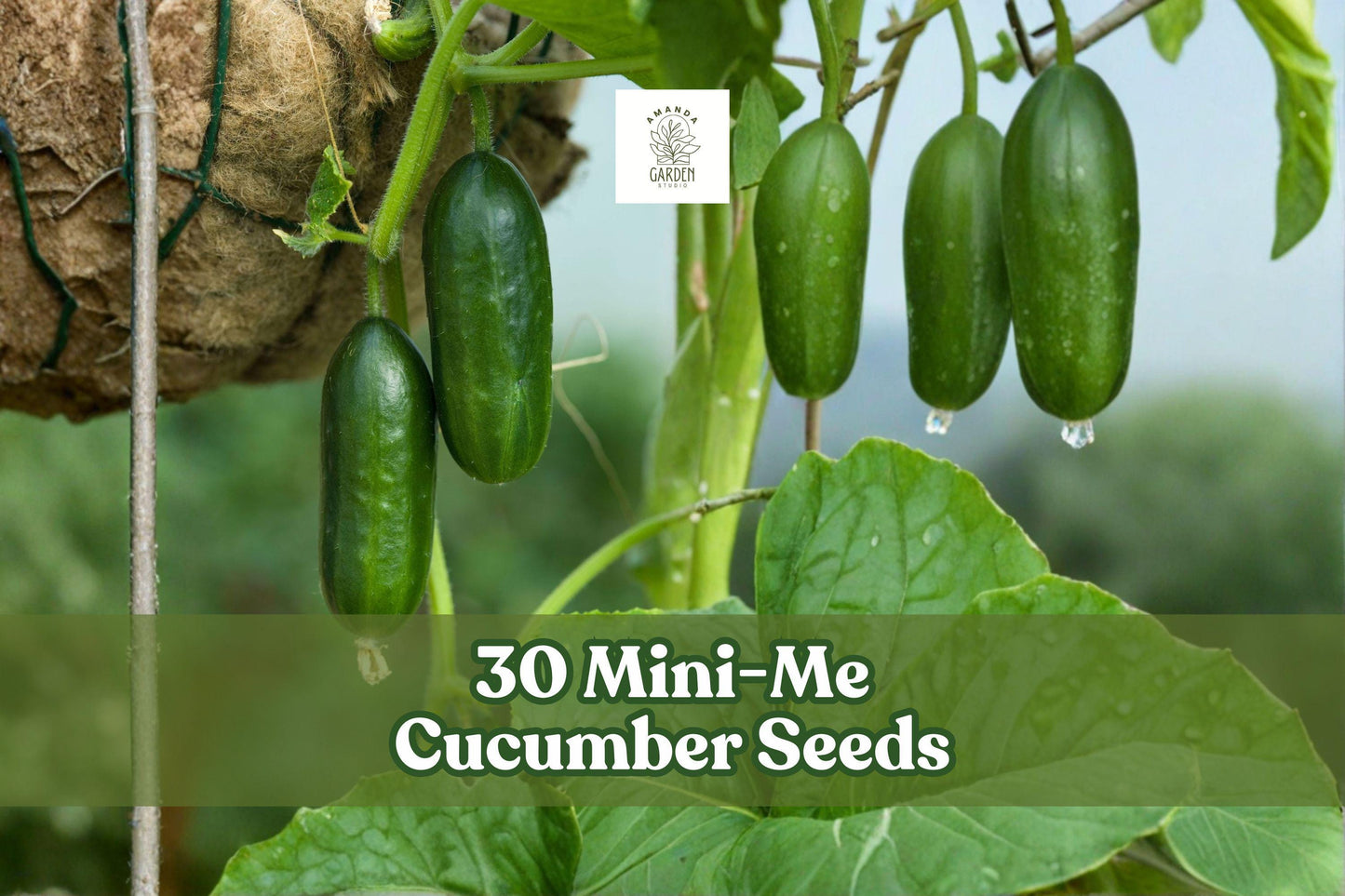 Mini-Me Cucumber Seeds 30-Pack | Compact Cucumis sativus for Containers, Patio & Garden Planting